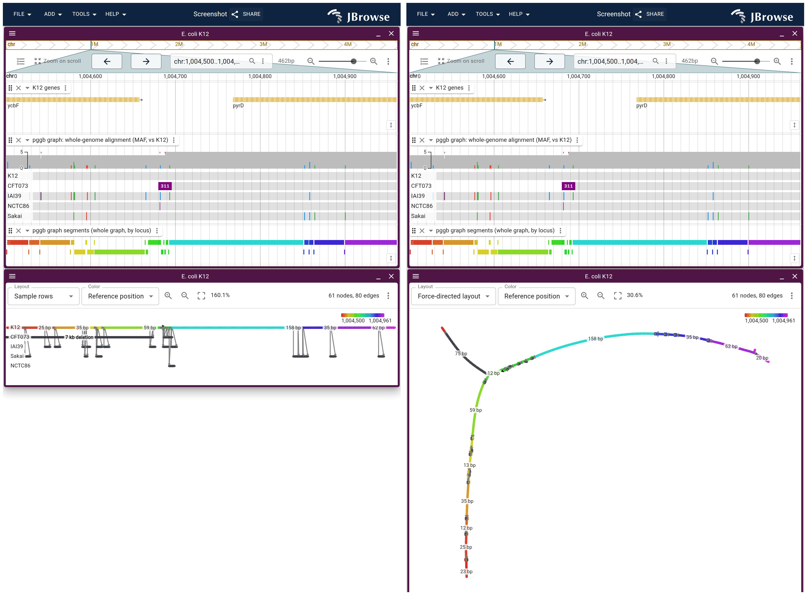 460 bp at the ycbF/pyrD boundary in both layouts, under the same MAF lane. Left, Sample rows. Right, the same nodes with the reference axis let go.