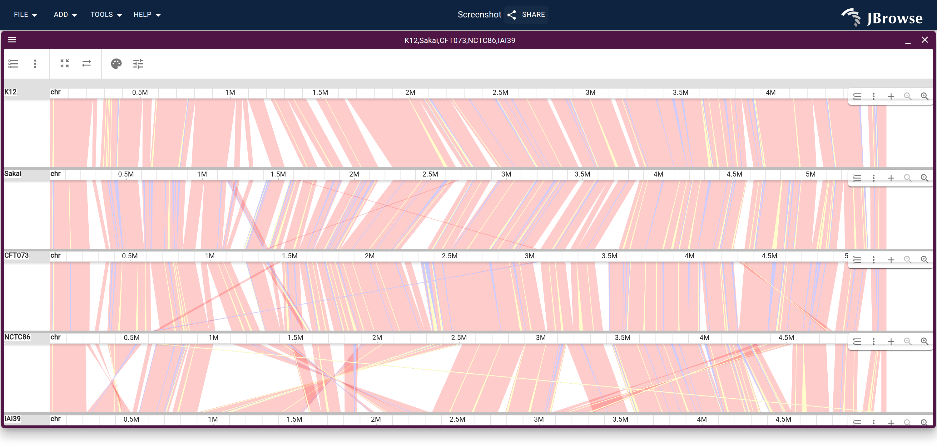 The wfmash alignment pggb induced the graph from: five strains stacked K12 to IAI39, a ribbon between each adjacent pair. The crossings in the bottom band are IAI39's inversions.