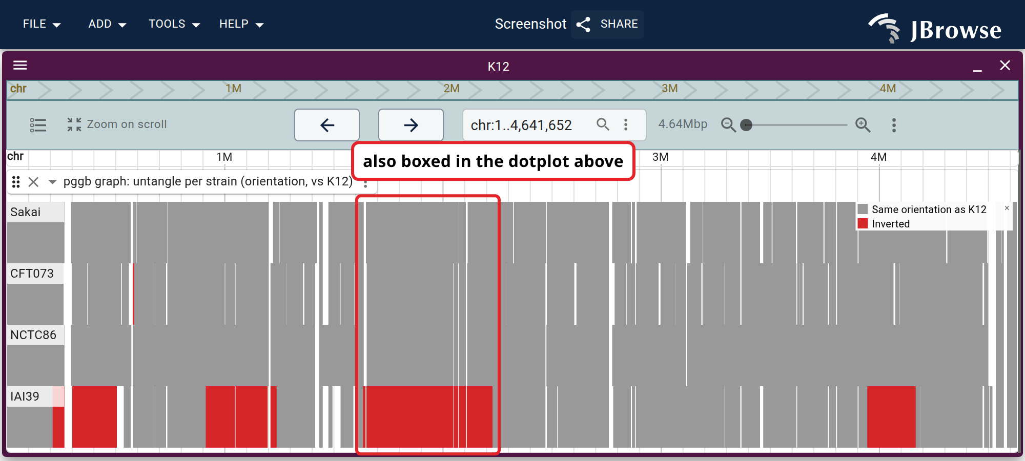 odgi untangle over the whole K12 chromosome, one row per strain, red where the strain runs backwards and white where it has no segment at all. Only IAI39 is inverted at length.