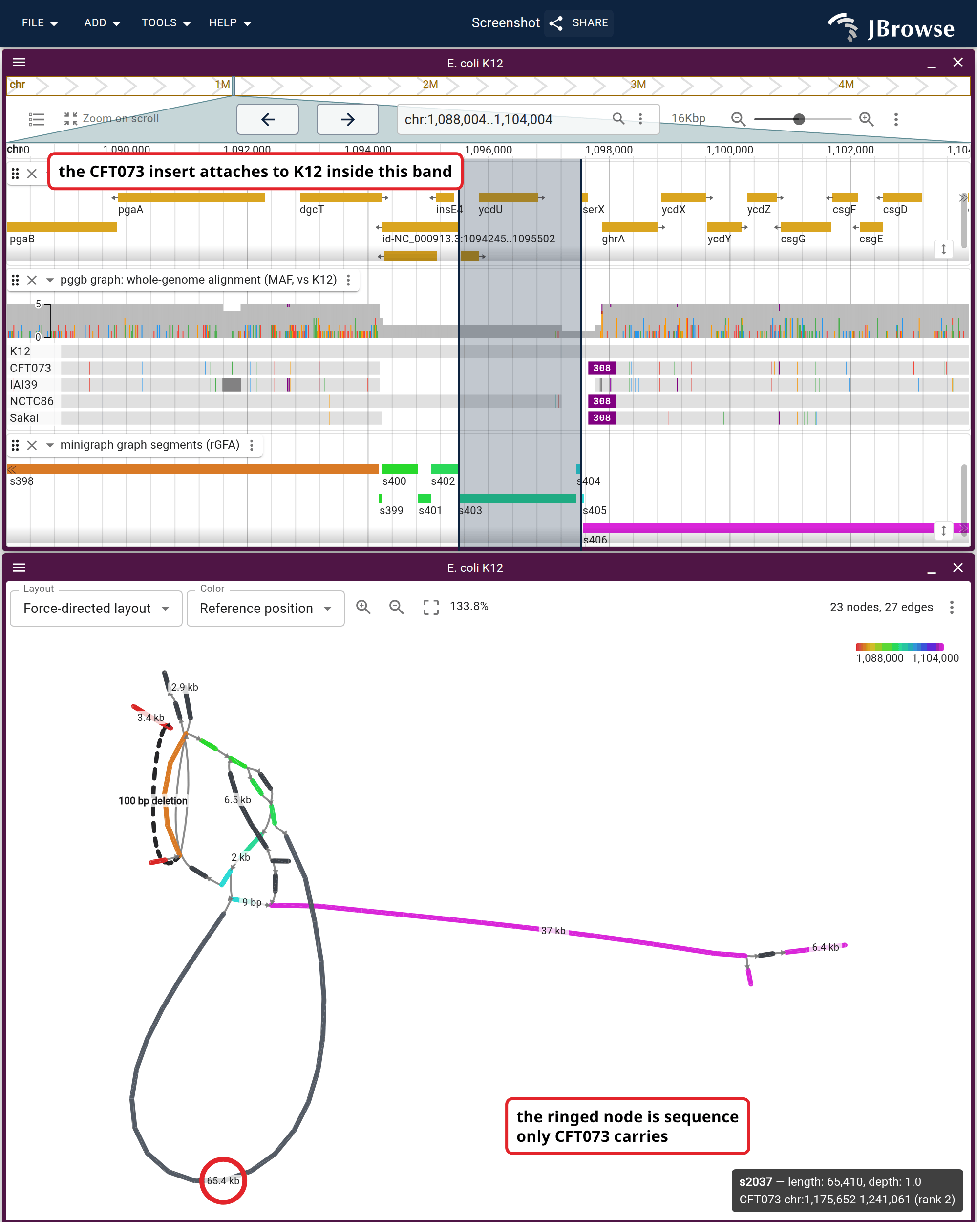 Hovering CFT073's allele in the graph highlights the reference interval it occupies in the linear view above, across every track there. The ringed node is 65.4 kb carried only by CFT073, and it attaches to K12 across a 2.1 kb band — the interval between the segments the allele leaves and rejoins.