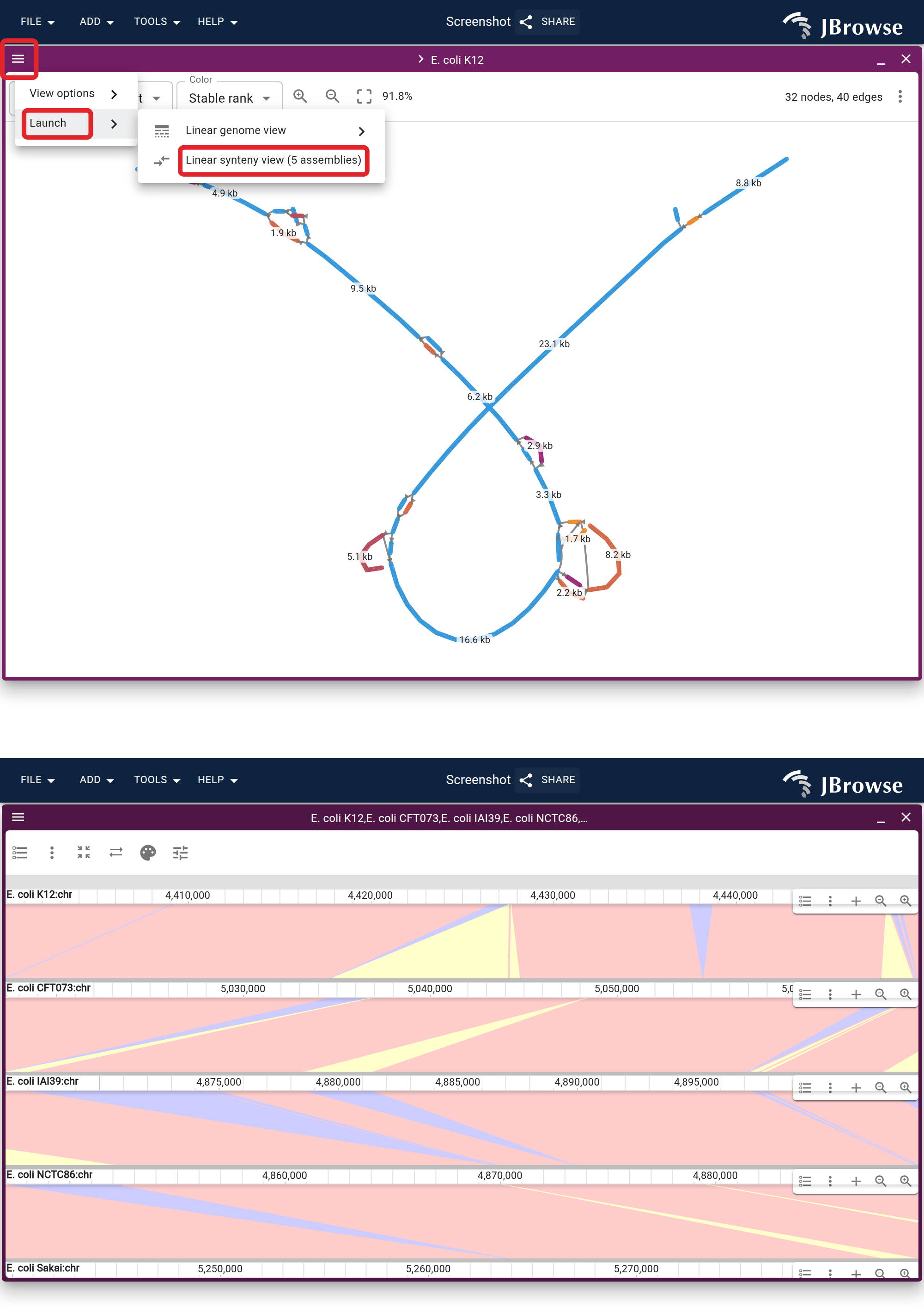 Top: the graph's Launch menu over a 50 kb K12 window. Each strain's entry names the locus it contributes on its own coordinates. Bottom: the synteny entry clicked, which opens one panel per strain already framed on that locus.
