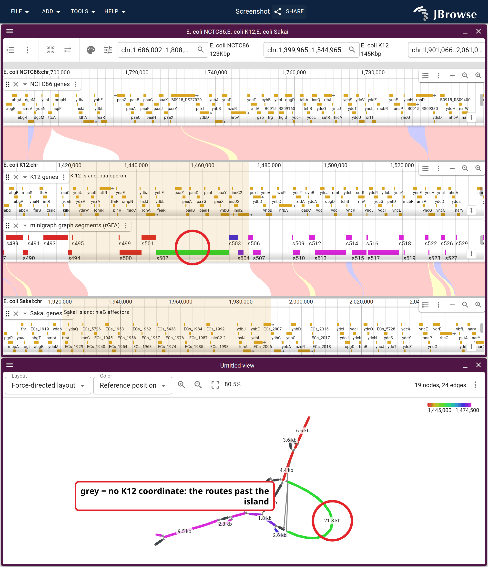 Above, the phenylacetate operon window with NCTC86 over K12 and Sakai under it. Each strain's own island is shaded in its own row and the band between them is blank across both, which is what a substitution looks like from either side. Below, the same window as a graph on the same reference-position ramp, the two rings marking one segment in both.