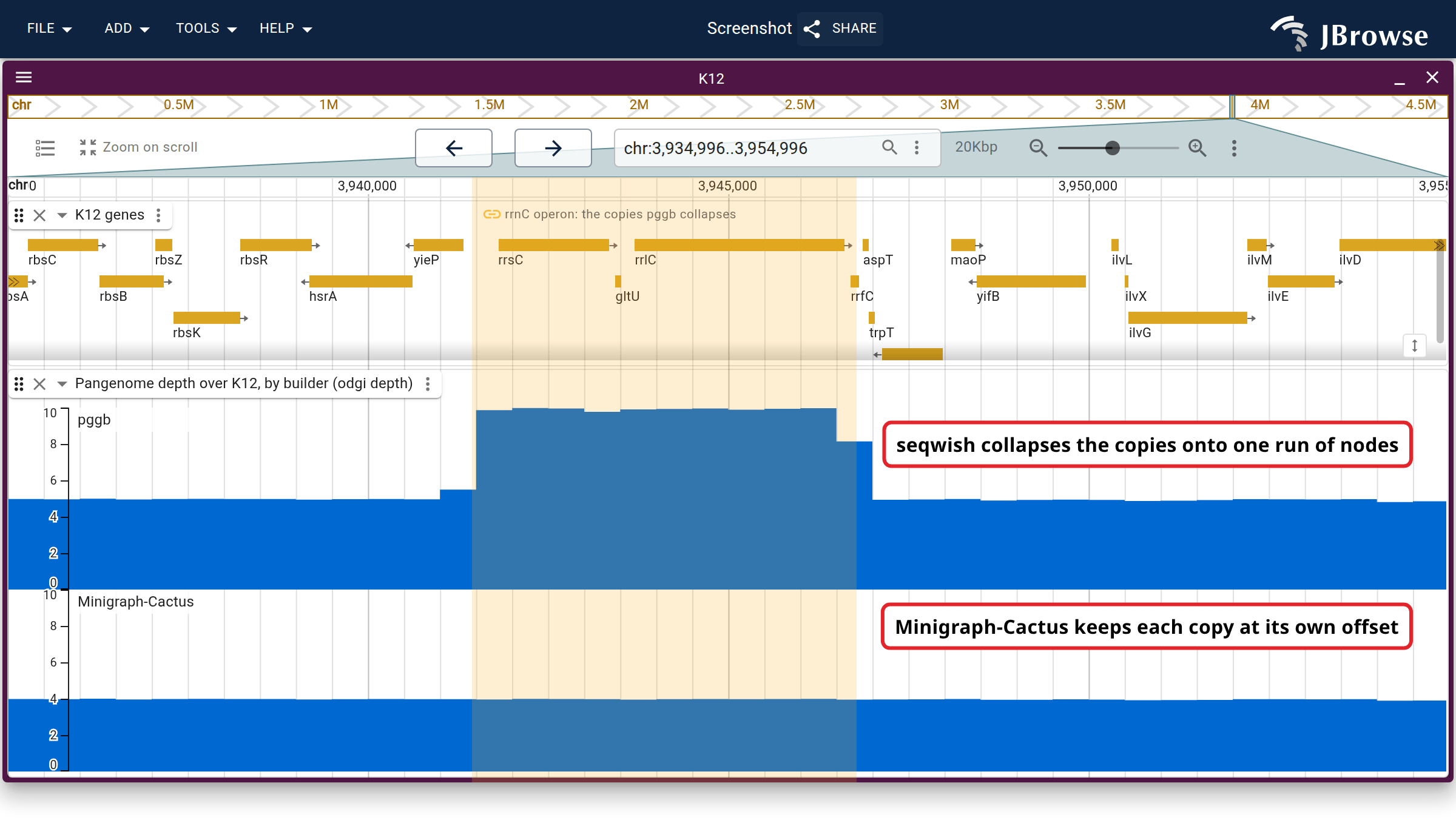 odgi depth over the banded rrnC operon, the same command over the same K12 windows against each builder's graph, on one fixed axis. The pggb row doubles over the operon and the Minigraph-Cactus row does not move.