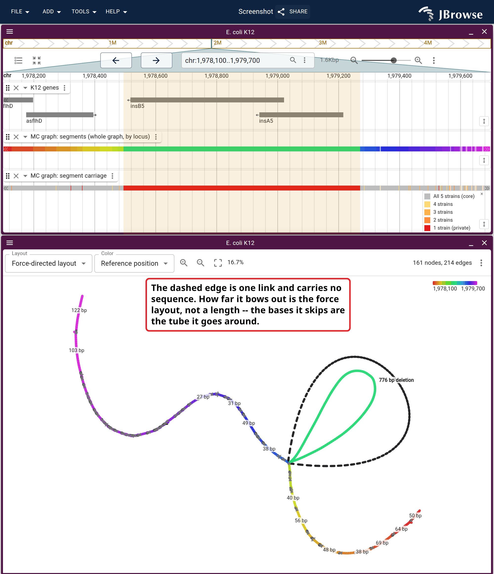 1.6 kb of K12 past flhD, as a linear view above and as a graph below, both reading the same two tabix indexes. The gene lane names the IS1 transposase pair insA5 and insB5 in the shaded span, the carriage lane paints that span as carried by one strain where the rest of the window is all five, and in the graph it is the single long node the other four route around.