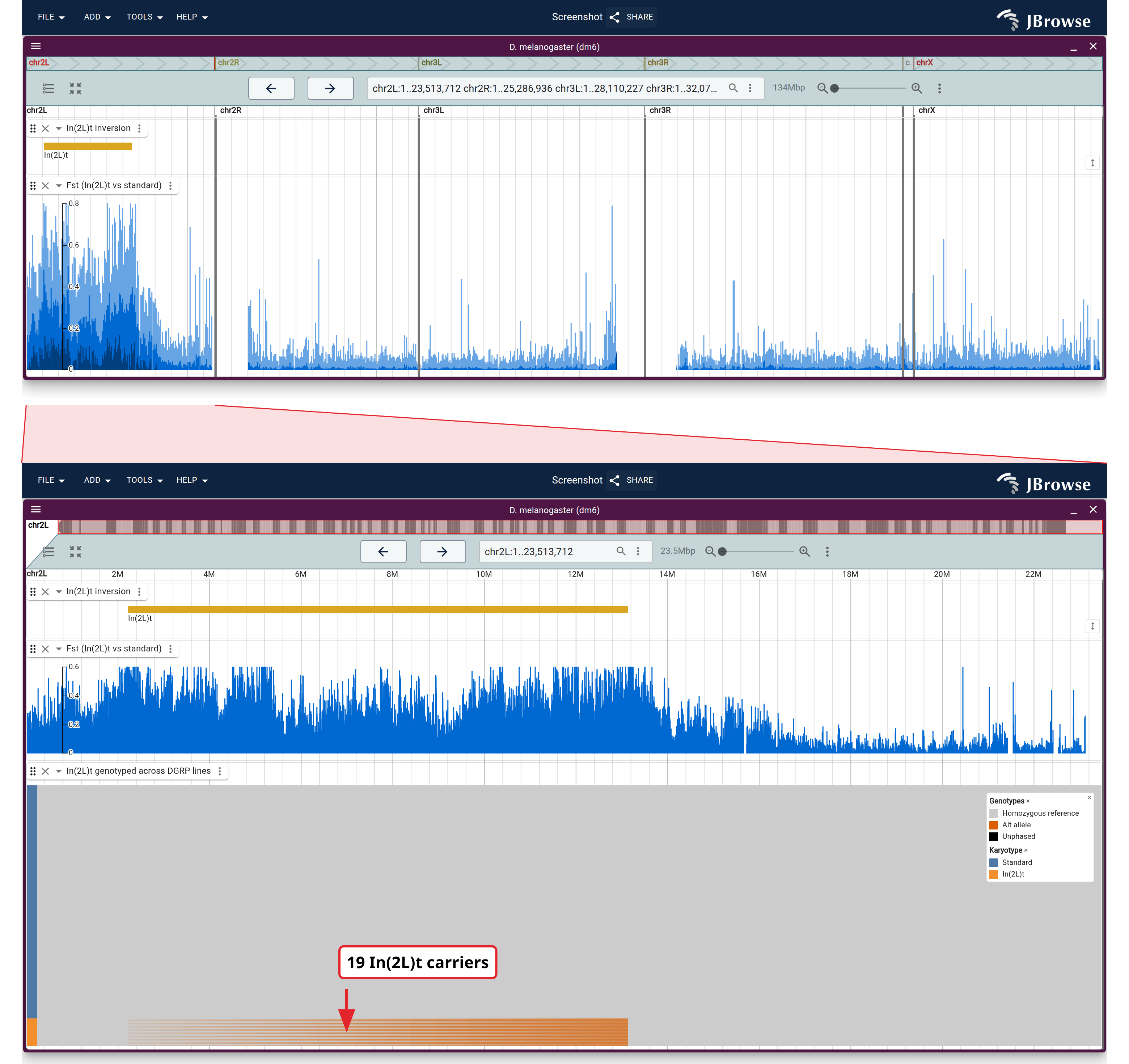 Top: all six dm6 arms, with the In(2L)t extent over Fst between the two arrangements, the block on 2L standing against low background everywhere else. Bottom: the same two tracks across chr2L alone, with one row per DGRP line under them, genotyped for the inversion and grouped by karyotype. The carrier block spans breakpoint to breakpoint; the Fst plateau above it runs past both.