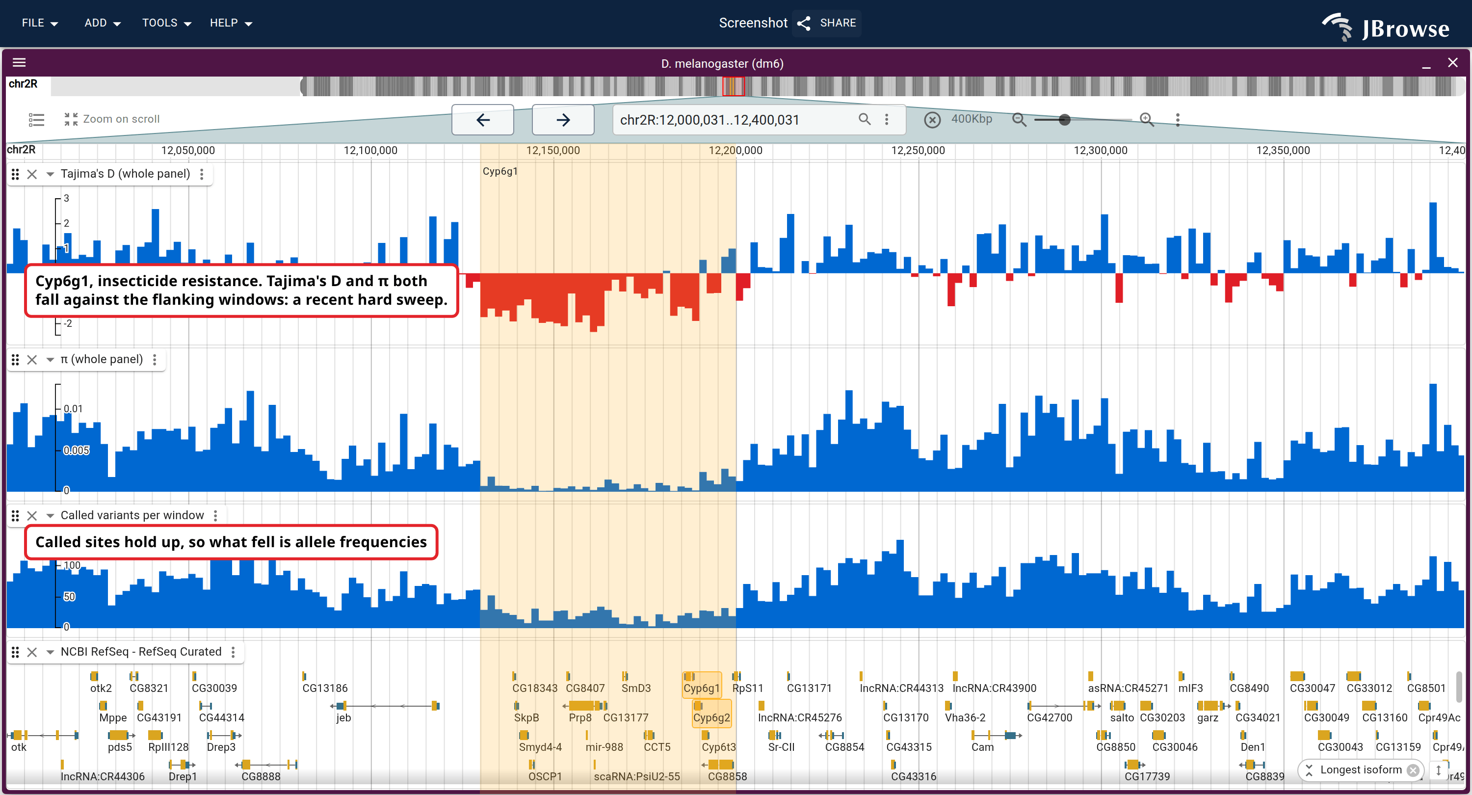 Tajima's D, π and called variants per window across 2R around Cyp6g1 (highlighted; Cyp6g1 and Cyp6g2 labeled in the gene track). D and π dip over the highlighted window against their background either side, the joint trough being the hard-sweep signature. The count under them falls too, but nothing like as far.
