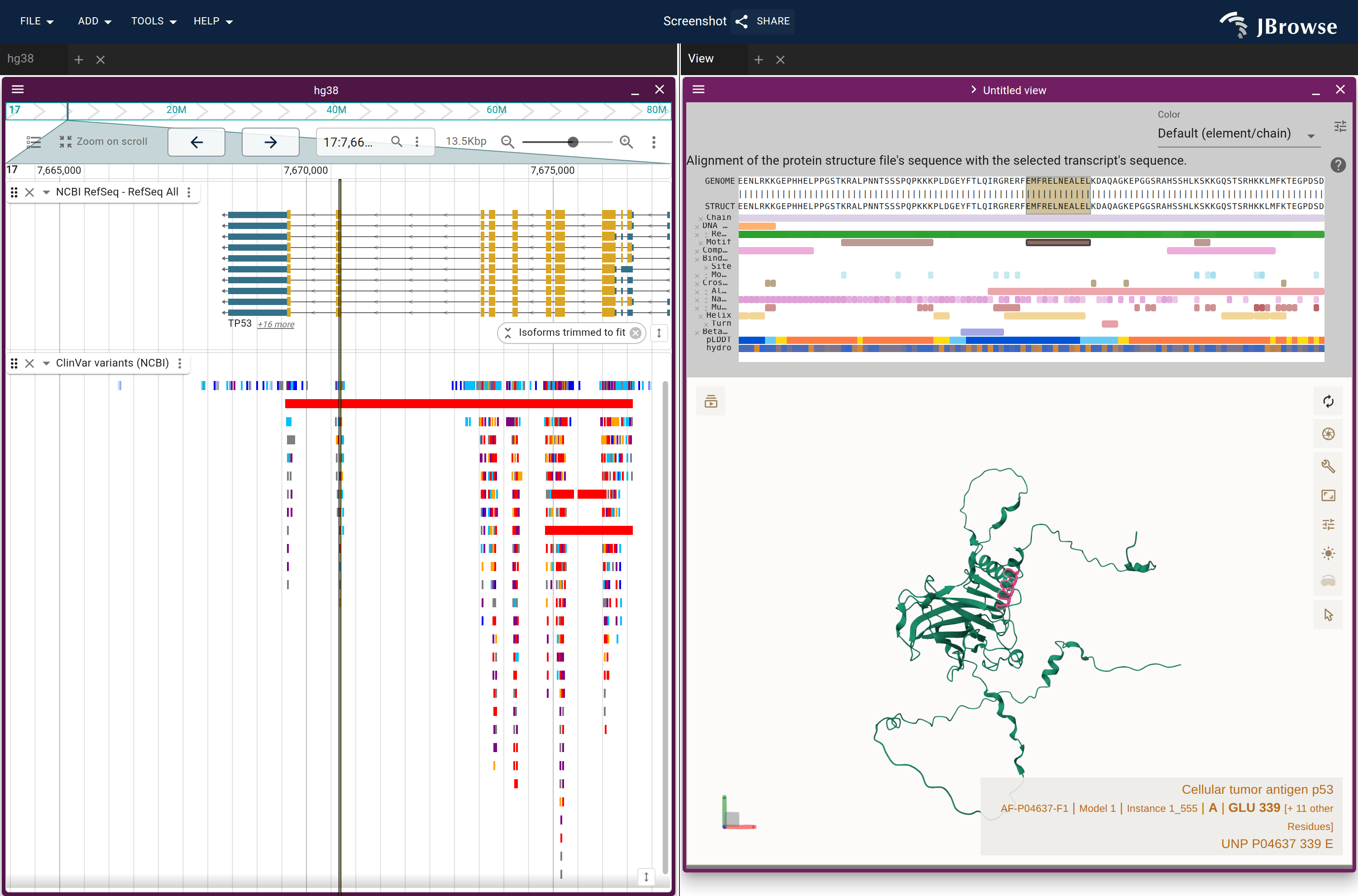 A connected session on human TP53 (UniProt P04637), NCBI RefSeq and ClinVar beside the AlphaFold structure. A motif clicked on the protein's feature track selects its residues on the structure and bands the codons they came from across both genome tracks.