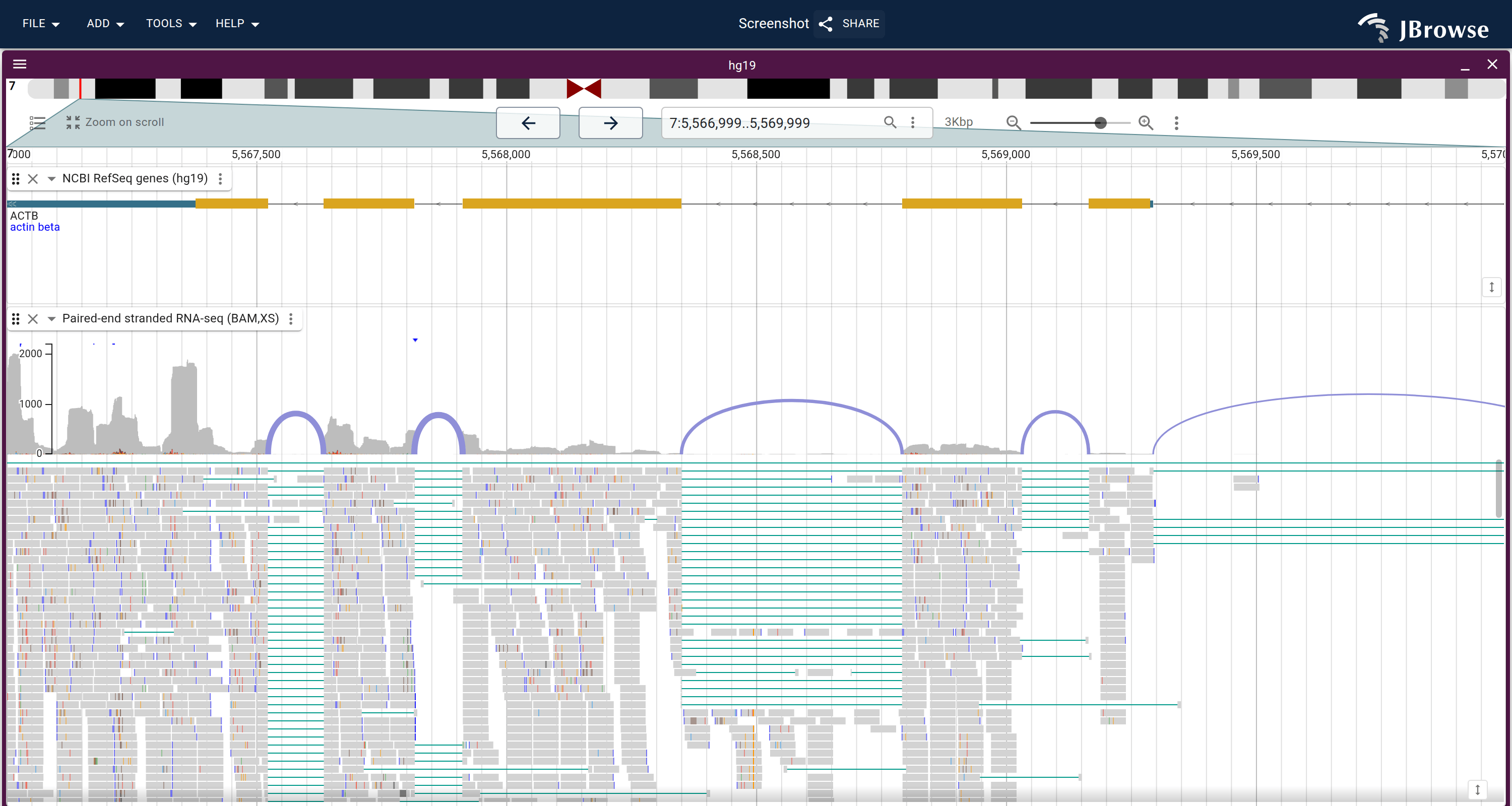 RNA-seq reads over ACTB: the coverage histogram (top), strand-colored splice arcs, the spliced read pileup, and the NCBI RefSeq gene model.