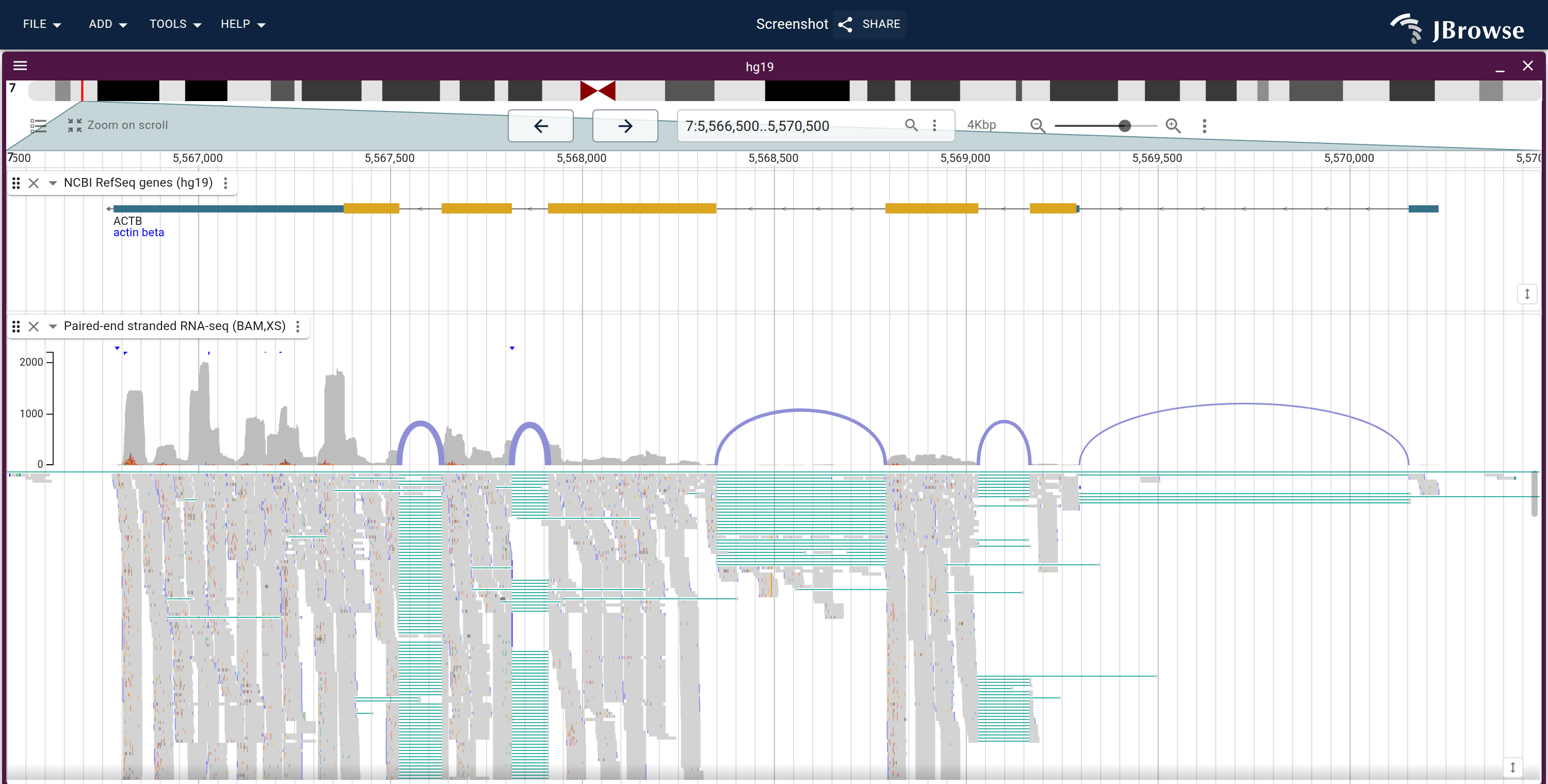 ACTB under compact read height: the whole read stack fits the track, under the per-position coverage histogram and the hg19 NCBI RefSeq gene model.