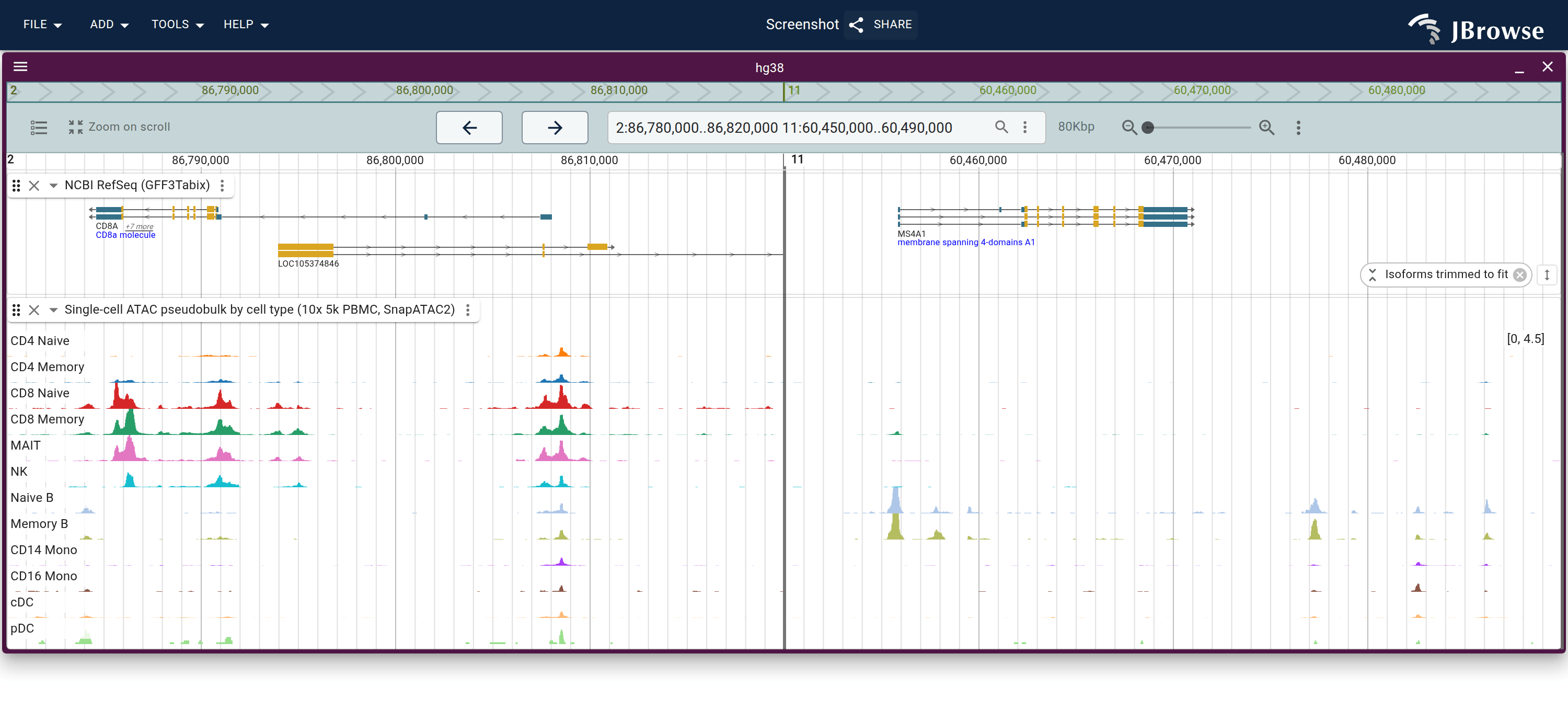 Twelve per-cell-type BigWigs from the 10x 5k PBMC scATAC dataset, loaded as one MultiQuantitativeTrack, over CD8A and MS4A1 in one discontinuous view. CD8A is carried by the CD8, MAIT and NK rows; MS4A1 by the two B rows and nothing else.