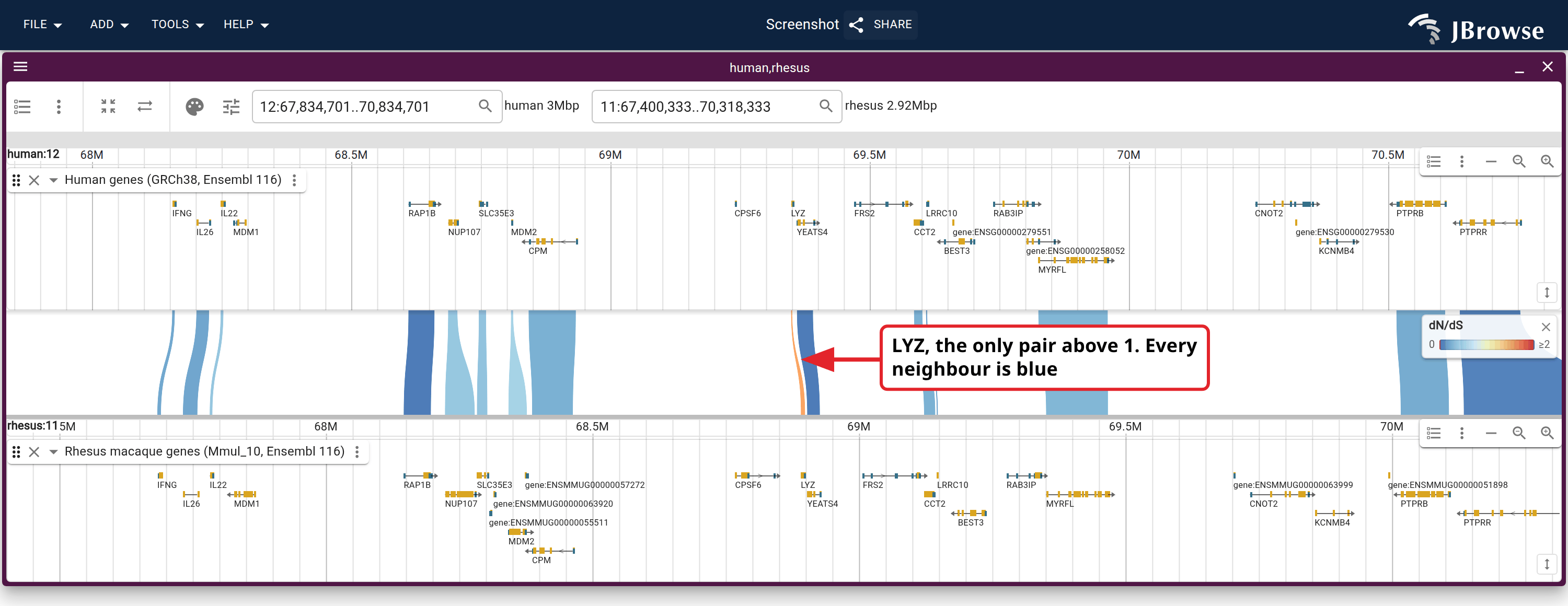 Human against rhesus macaque across a collinear neighbourhood on human chromosome 12, each ribbon one ortholog pair coloured by dN/dS. Lysozyme (LYZ) is the one gene above the ramp's pivot; its neighbour YEATS4 is at the other end.