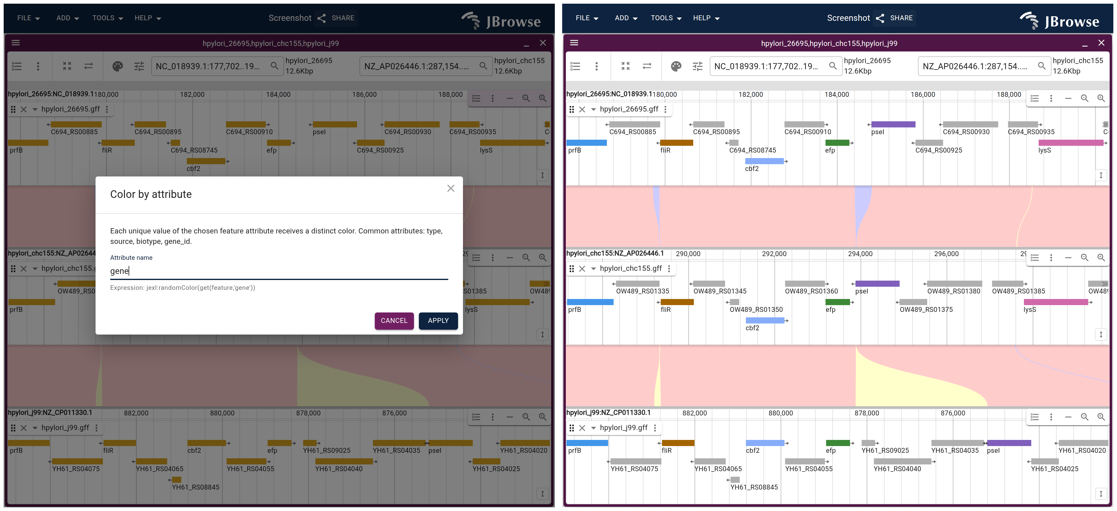 The click and its result. Left, the Color by attribute dialog on the first strain's gene track with the attribute name set to gene. Right, the same three strains after applying it: a shared symbol holds one color down all three panels.