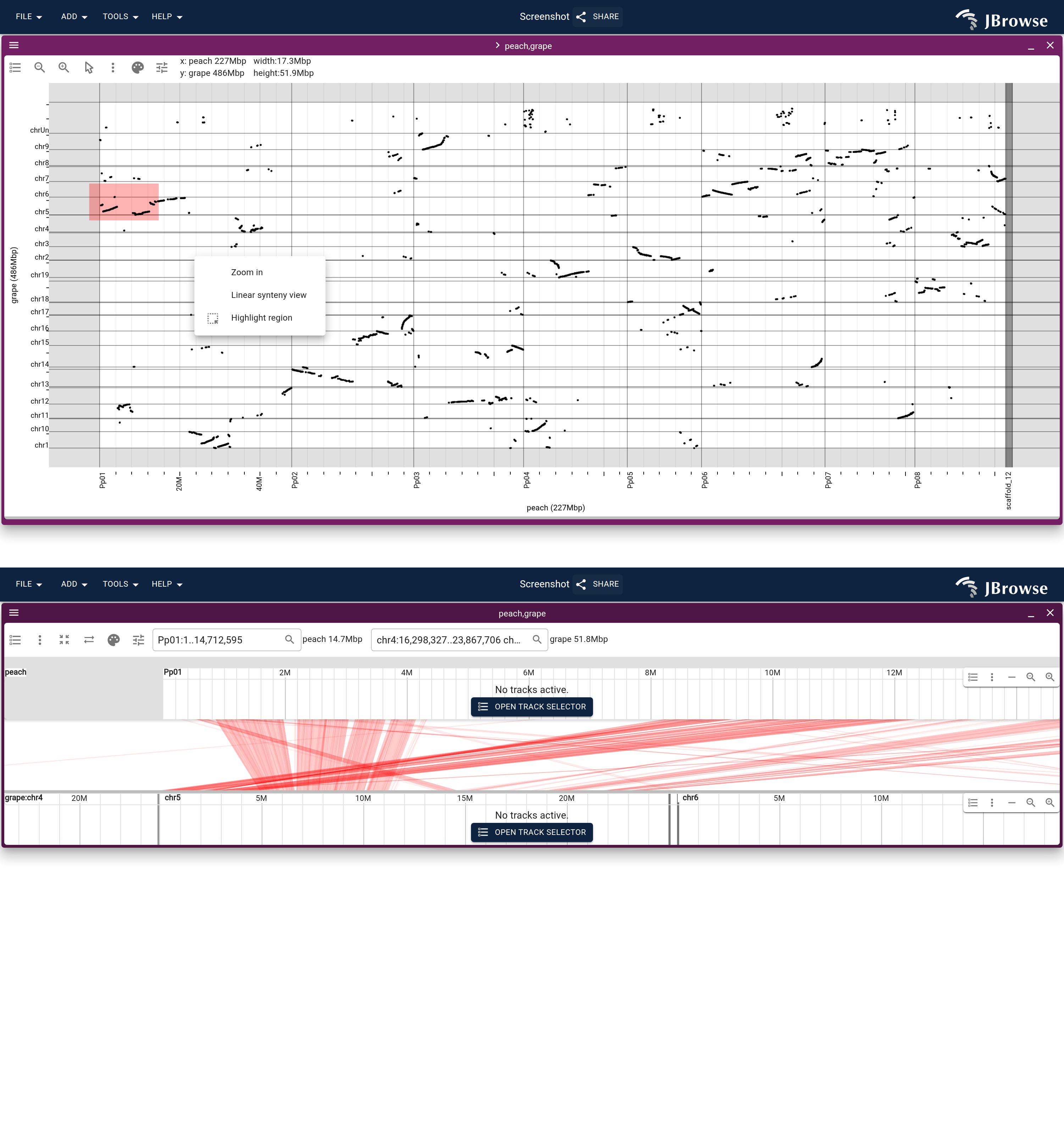 Top: a click-and-drag selection on the grape vs peach dotplot, with the context menu offering 'Zoom in' and 'Linear synteny view'. Bottom: the linear synteny view it opens for the selected region.