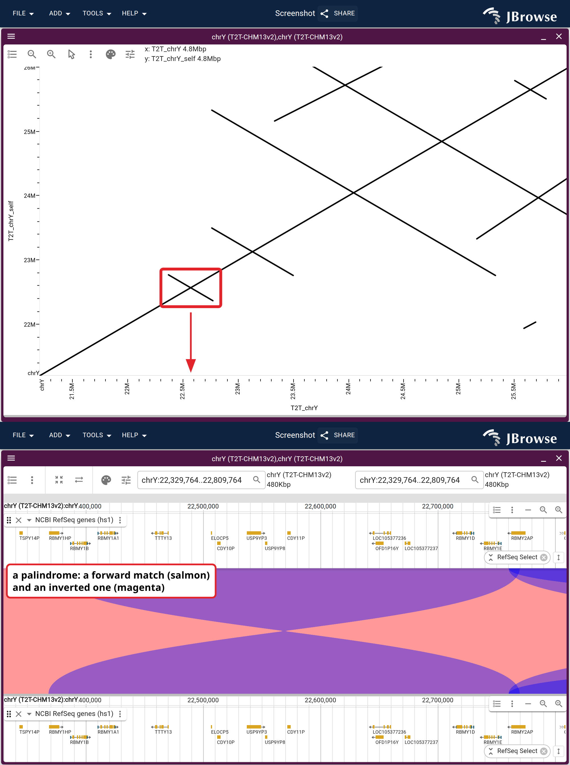 Top, the boxed 4.8 Mb replotted on its own at a 100 kb minimum length, where four crossings survive. Bottom, one of them in a linear synteny view, colored by strand, with the genes beneath each panel. The pinched magenta ribbon is the inverted alignment.