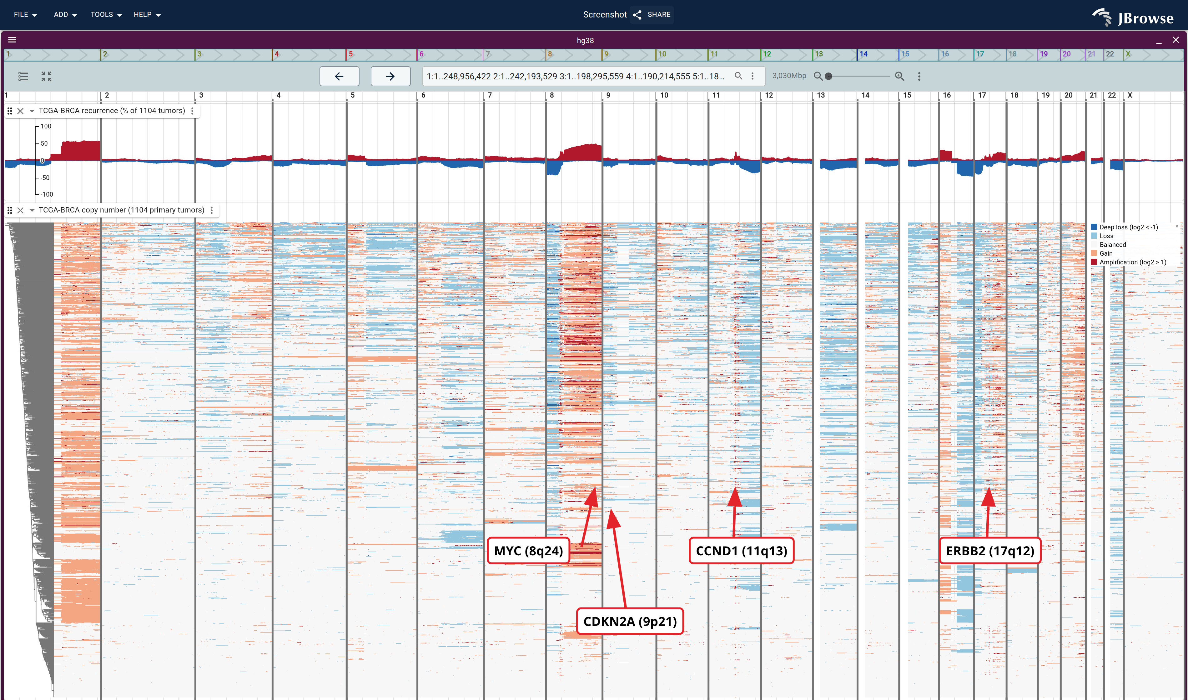 TCGA-BRCA copy number across 1104 primary tumors, one row per tumor, colored by a jexl expression binning the caller's log2 ratio. Recurrent events read as vertical stripes through the stack, under the same cohort's gain/loss frequency.