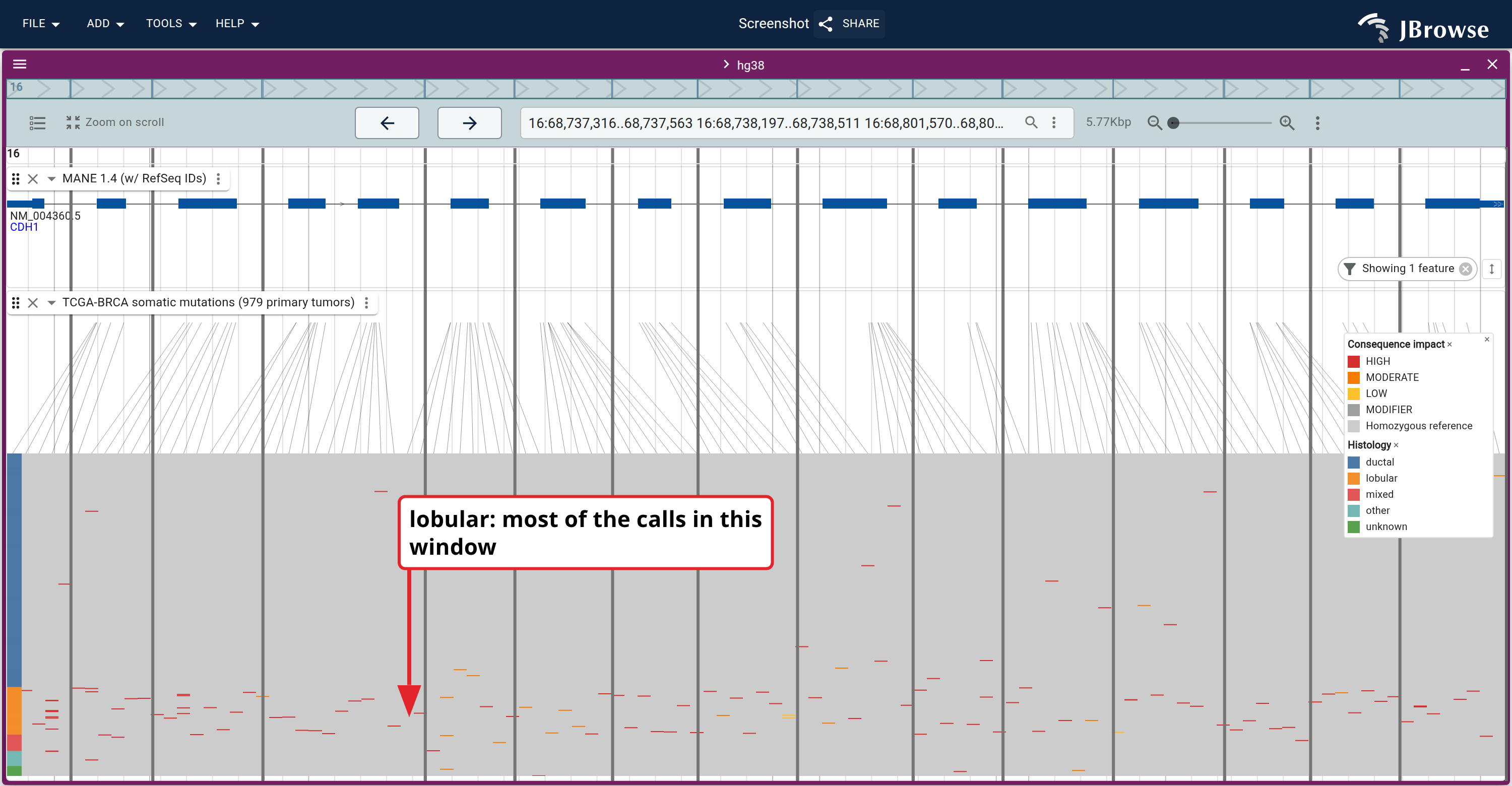 CDH1's exons with rows grouped and colored by histology and the gene's introns collapsed. The truncating (HIGH impact) cells crowd into the lobular band and the much larger ductal band above it is nearly empty.