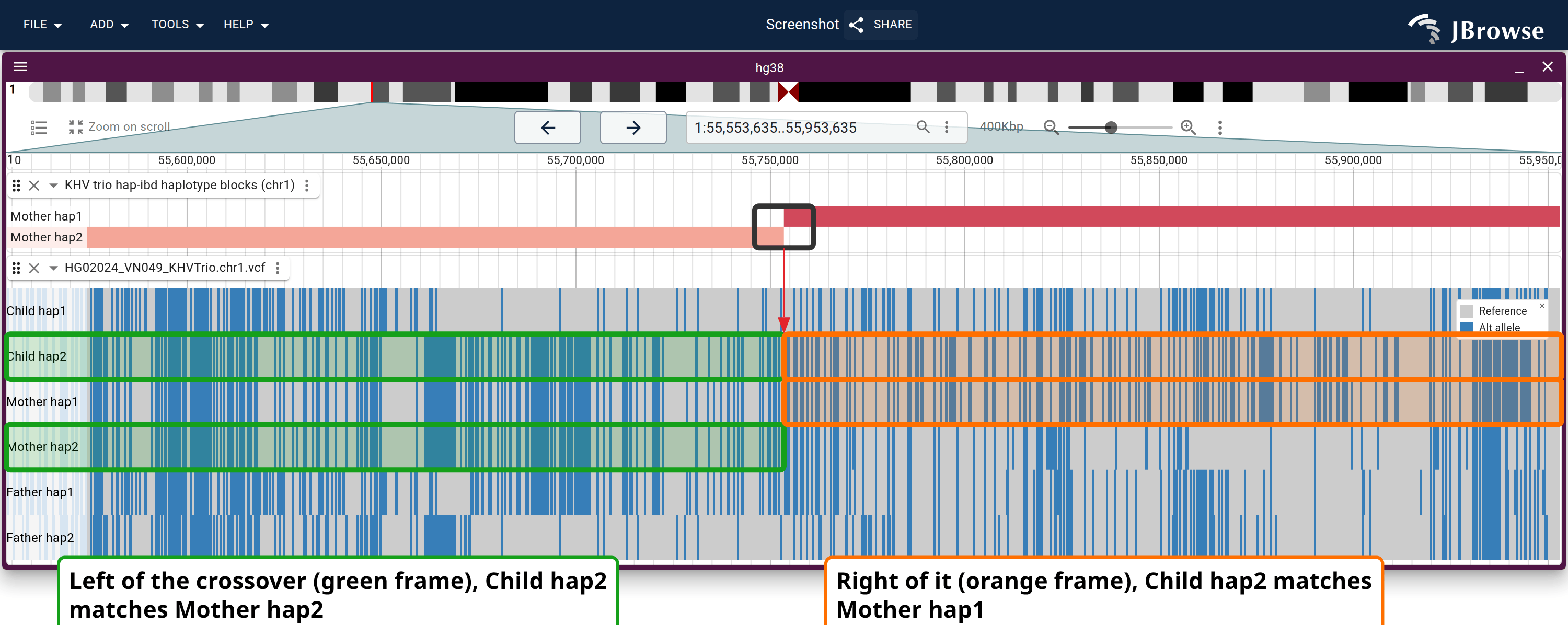 Maternal crossover at chr1:55,753,613, in a 400 kb window, the same idea in a different palette: the painting steps from Mother hap2 to Mother hap1, and the frames tie Child hap2 to each in turn.