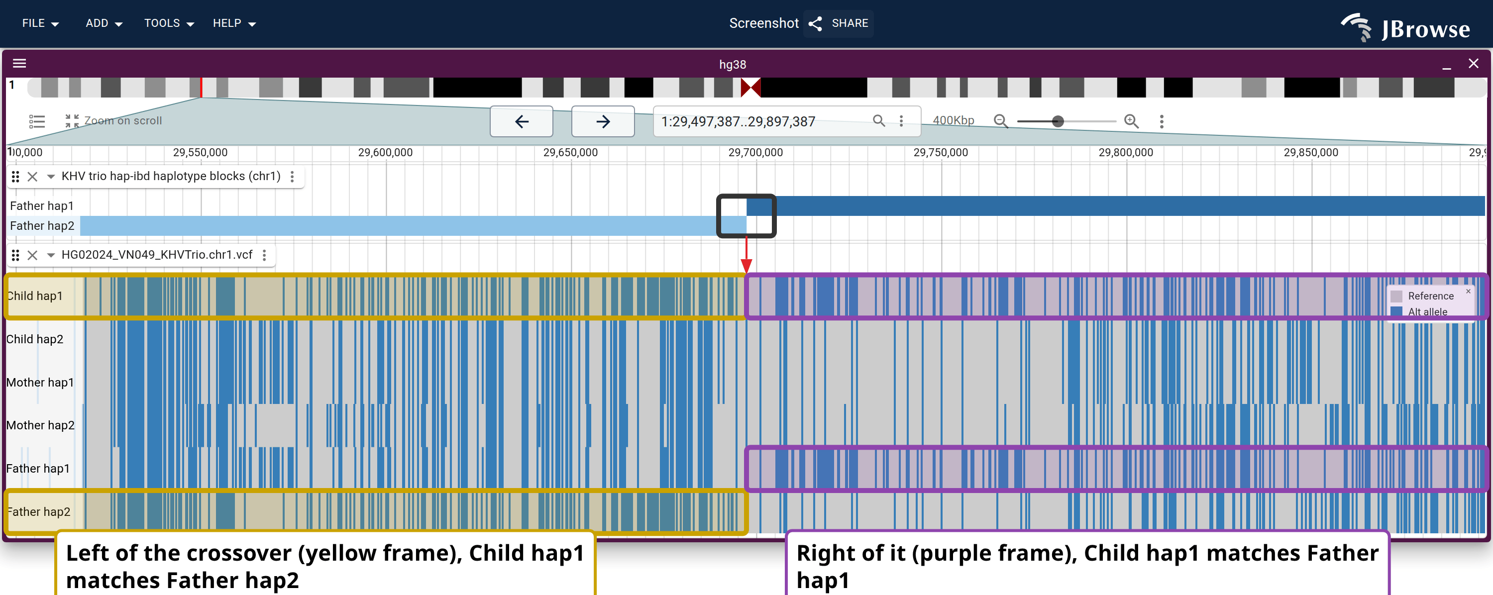 Paternal crossover at chr1:29,697,418, in a 400 kb window. The painting steps from Father hap2 to Father hap1, and the tinted frames read that switch off the raw genotypes.
