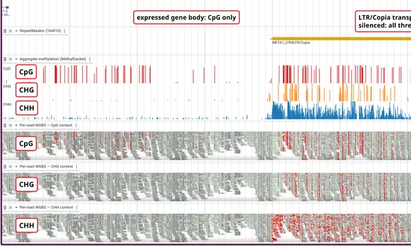 Preview of Methylation (bisulfite)