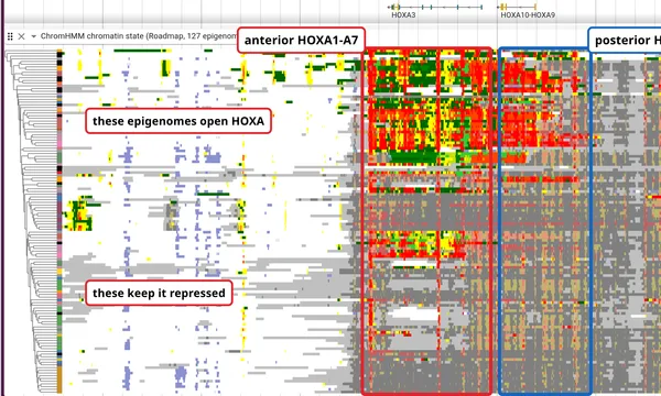 Preview of ChromHMM chromatin states
