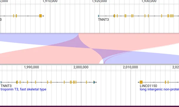 Preview of Synteny on genomes.jbrowse.org