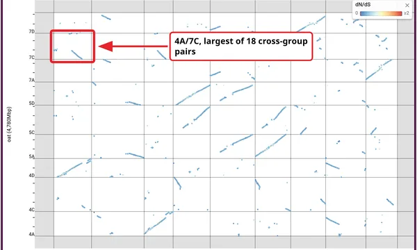Preview of Synteny visualization (a polyploid against itself)