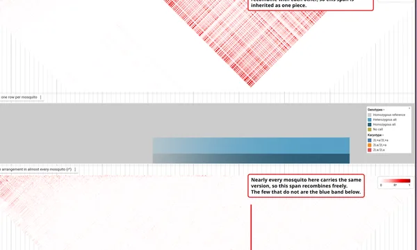 Preview of LD across an inversion (mosquitoes)
