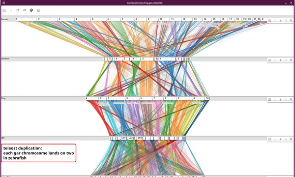 Preview of Synteny visualization (OrthoFinder orthogroups)