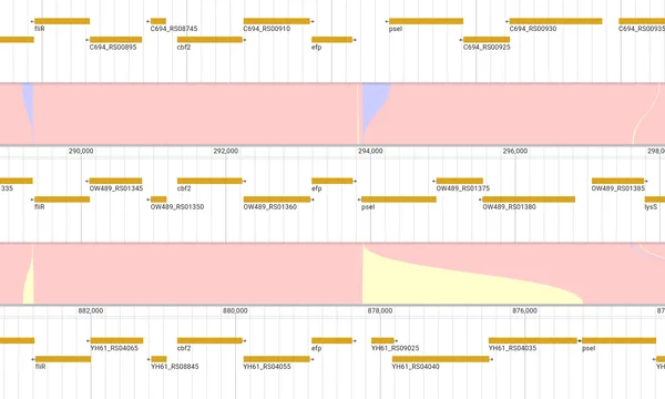 Preview of Synteny visualization (pairwise minimap2)