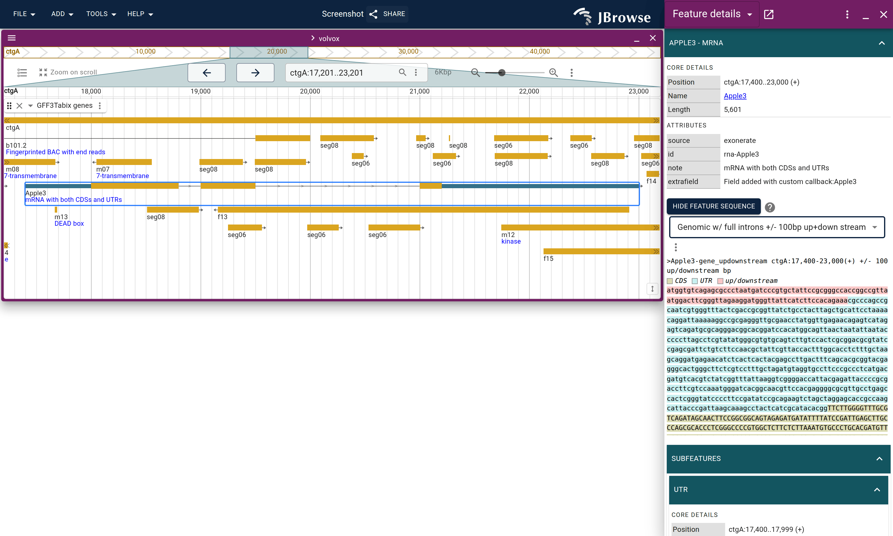 Choosing the sequence type for a volvox gene: the dropdown is set to 'Genomic w/ full introns +/- 100bp up+down stream', so the panel shows the upstream flank, the exons and introns, and the downstream flank.