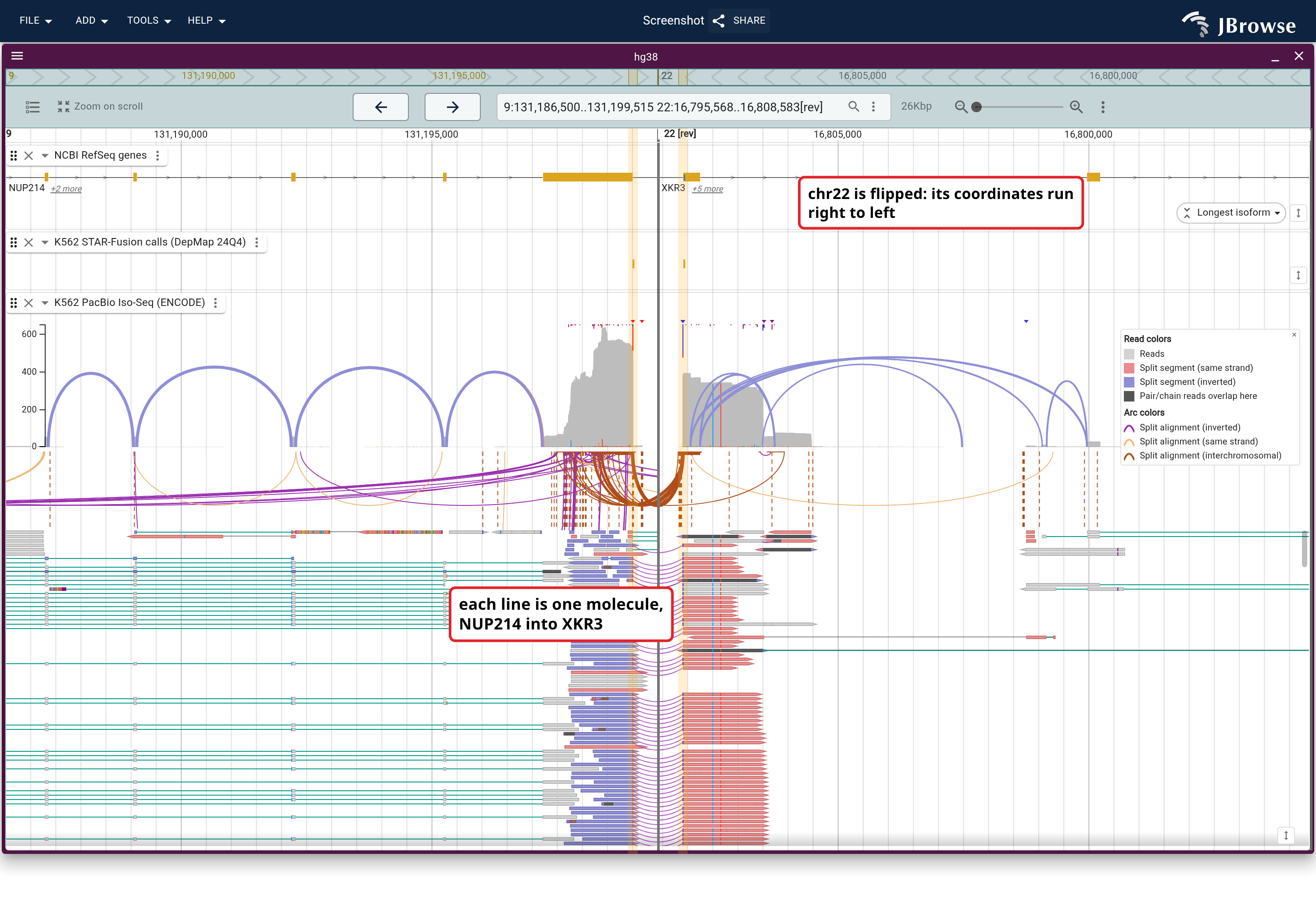 NUP214--XKR3 as two regions of one view with reads linked, opened from its row in the SV inspector. The breakpoints are banded green and each line is one Iso-Seq molecule running from NUP214 into XKR3.