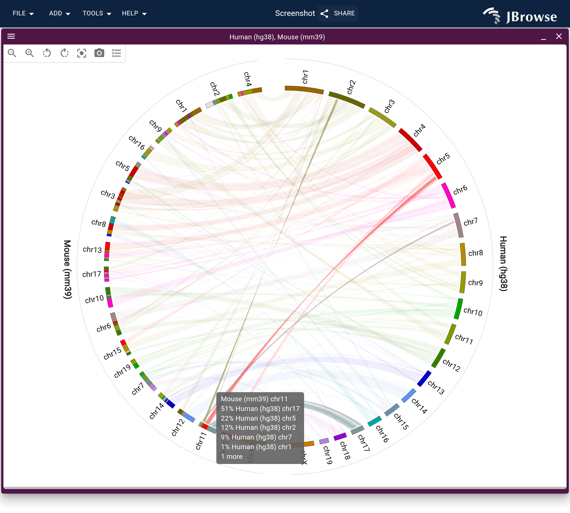 Hovering mouse chr11 dims every ribbon that does not touch it, and the tooltip lists the human chromosomes it is assembled from, largest share first.