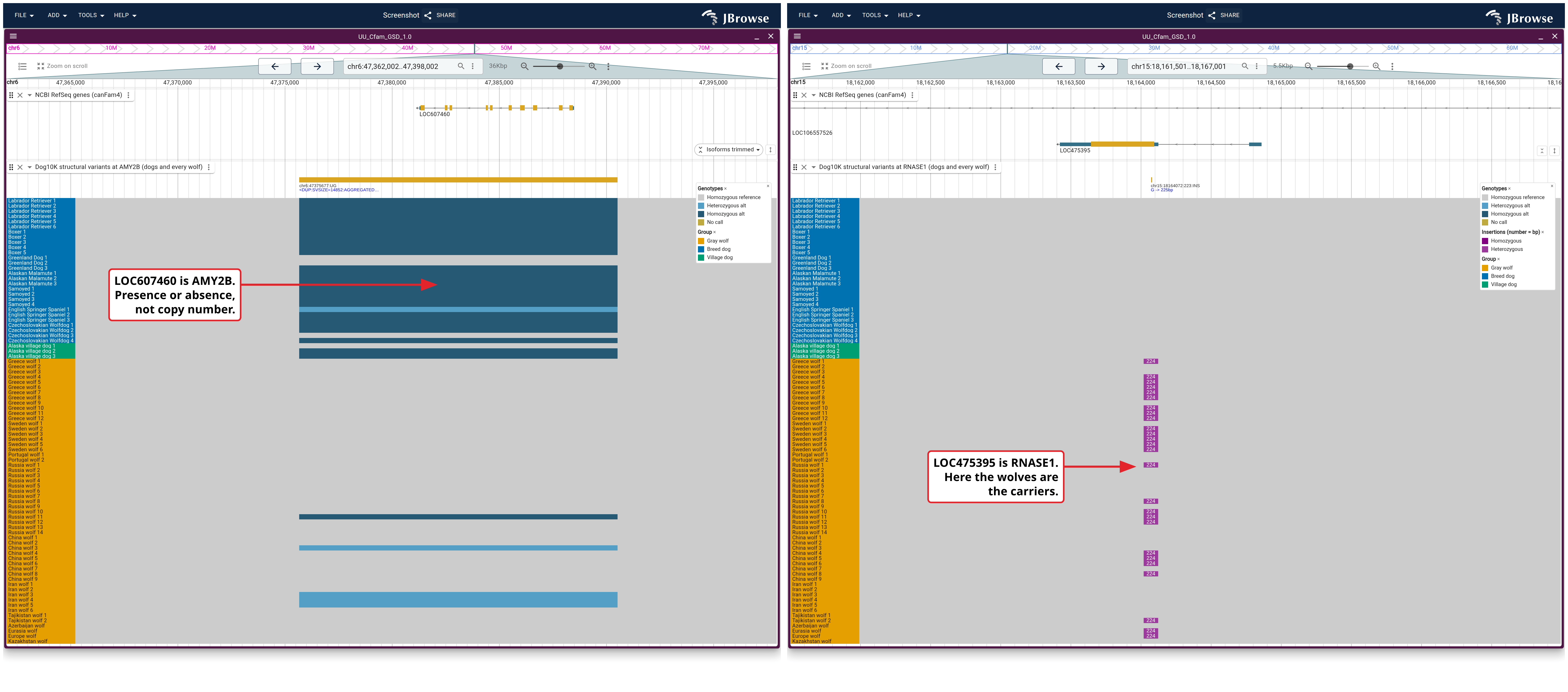 Left: a 14.9 kb duplication over pancreatic amylase. Right: a 223 bp insertion in pancreatic ribonuclease. Same 86 animals in the same order in both, so a row reads straight across: the dogs carry the amylase duplication and the wolves the ribonuclease insertion.