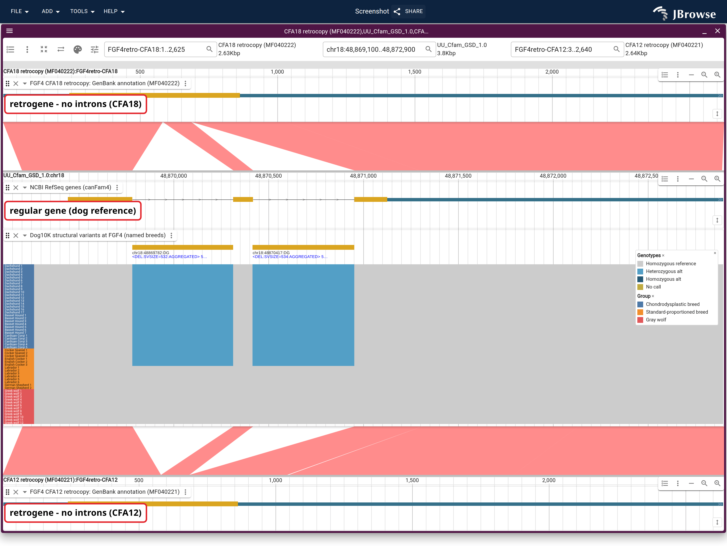 Two independent FGF4 retrocopies aligned to the parent gene between them, with the Manta calls at their own coordinates and then across 55 Dog10K genomes. Every ribbon gap falls on a parent intron and the blue blocks sit in those same two places.