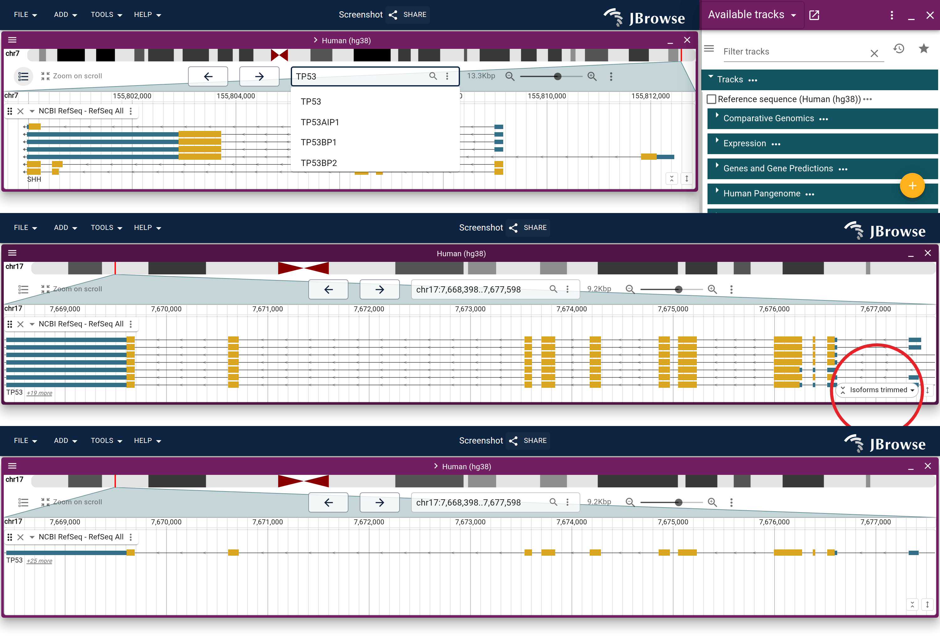 Top: TP53 typed into the location box, answered by the config's own name index. Middle: what Enter opens, as many transcripts as the track's height holds, the gene labelled TP53 +20 more for the ones it does not, and the isoform control circled. Bottom: the same view after picking Representative transcript from it.