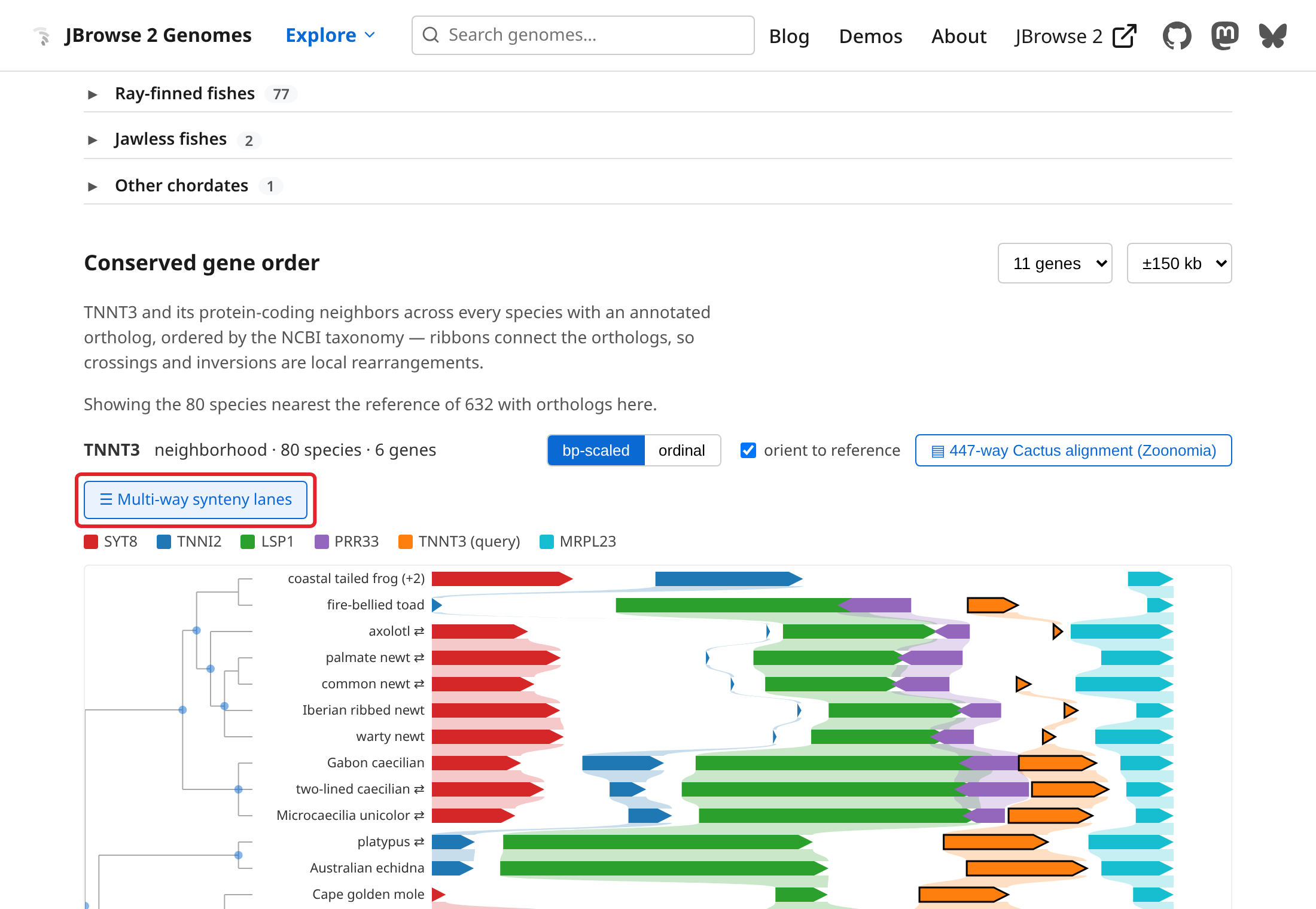 The TNNT3 gene page on staging.genomes.jbrowse.org at its Conserved gene order section, with the Multi-way synteny lanes link boxed.