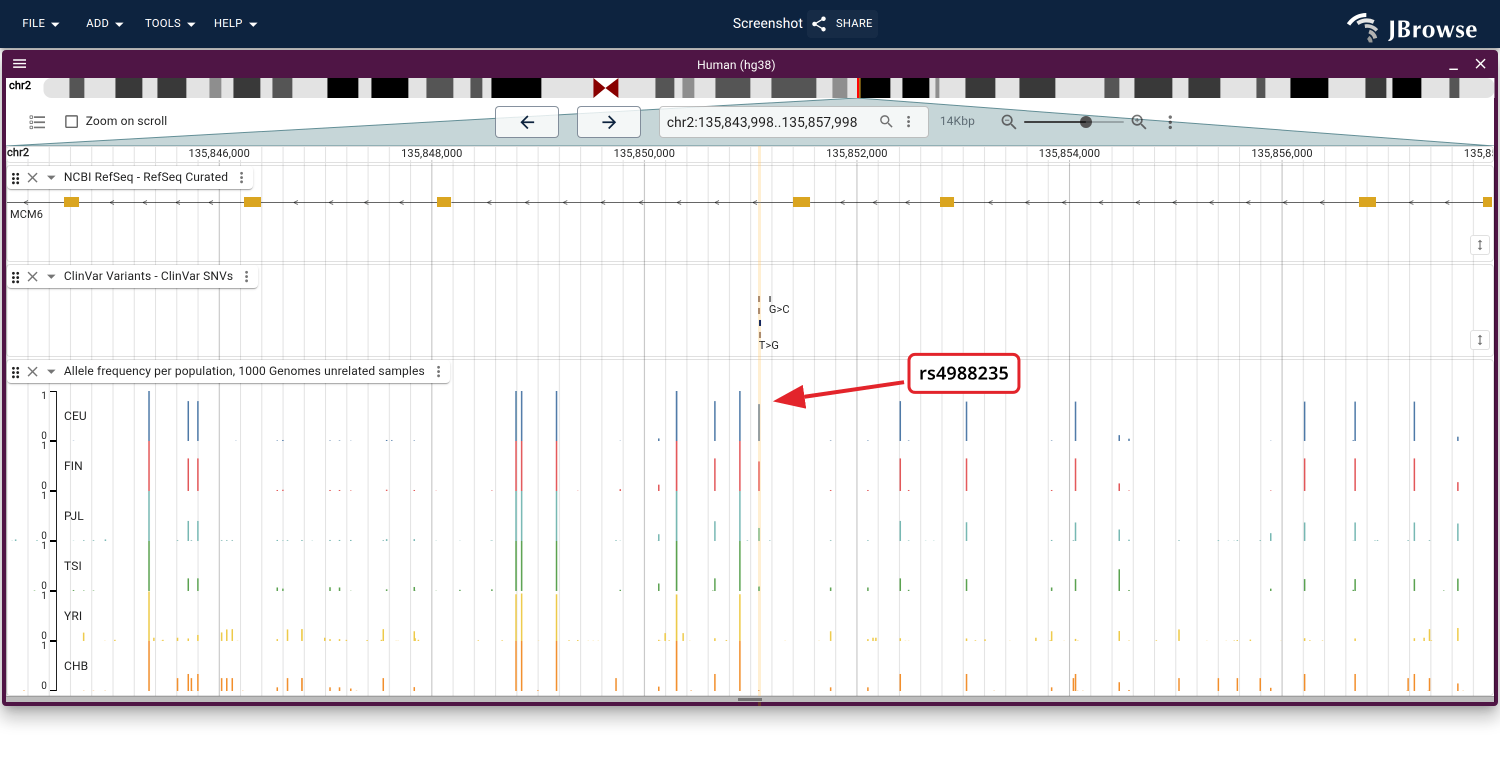 RefSeq genes, ClinVar's lactase-persistence variants, and the alternate allele frequency of each biallelic SNV in six 1000 Genomes populations, a row each on one axis, across MCM6. The highlight marks rs4988235, whose bar falls from CEU to TSI and is absent in YRI and CHB.