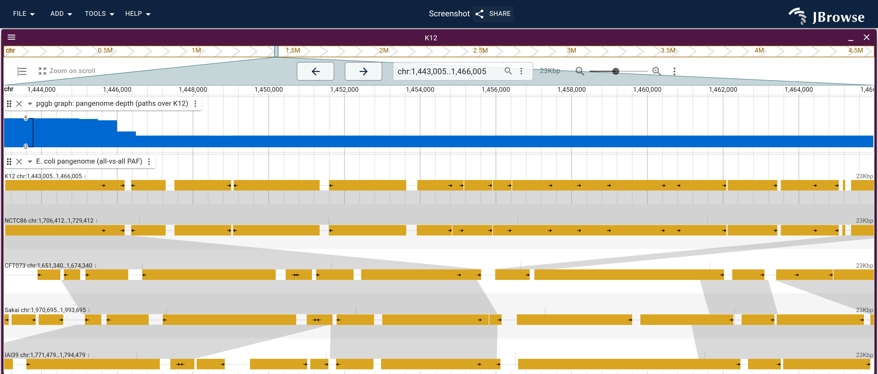 The paa operon island on K-12, read twice: the pangenome graph-depth wiggle steps down where fewer genomes carry the sequence, and the all-vs-all lanes below name them. K-12 and NCTC86 carry the island, and the white wedges in the ribbon bands are the strains whose alignment skips it.