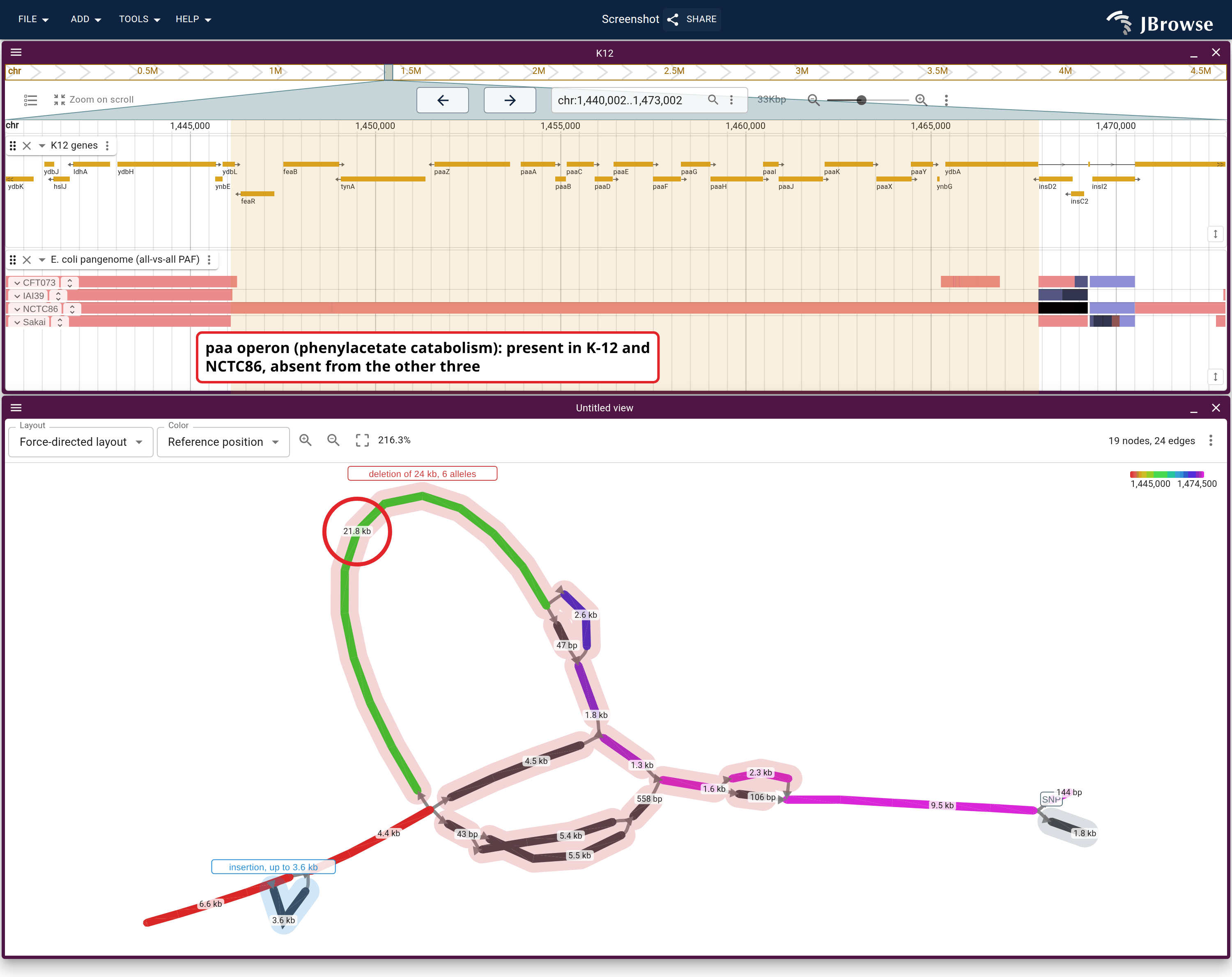 Above, one track with one lane per strain: K-12 against every other sample in the file, grouped by mate assembly. Below, the same window as a graph, where the short arm beside the ringed node is the detour the other three take.