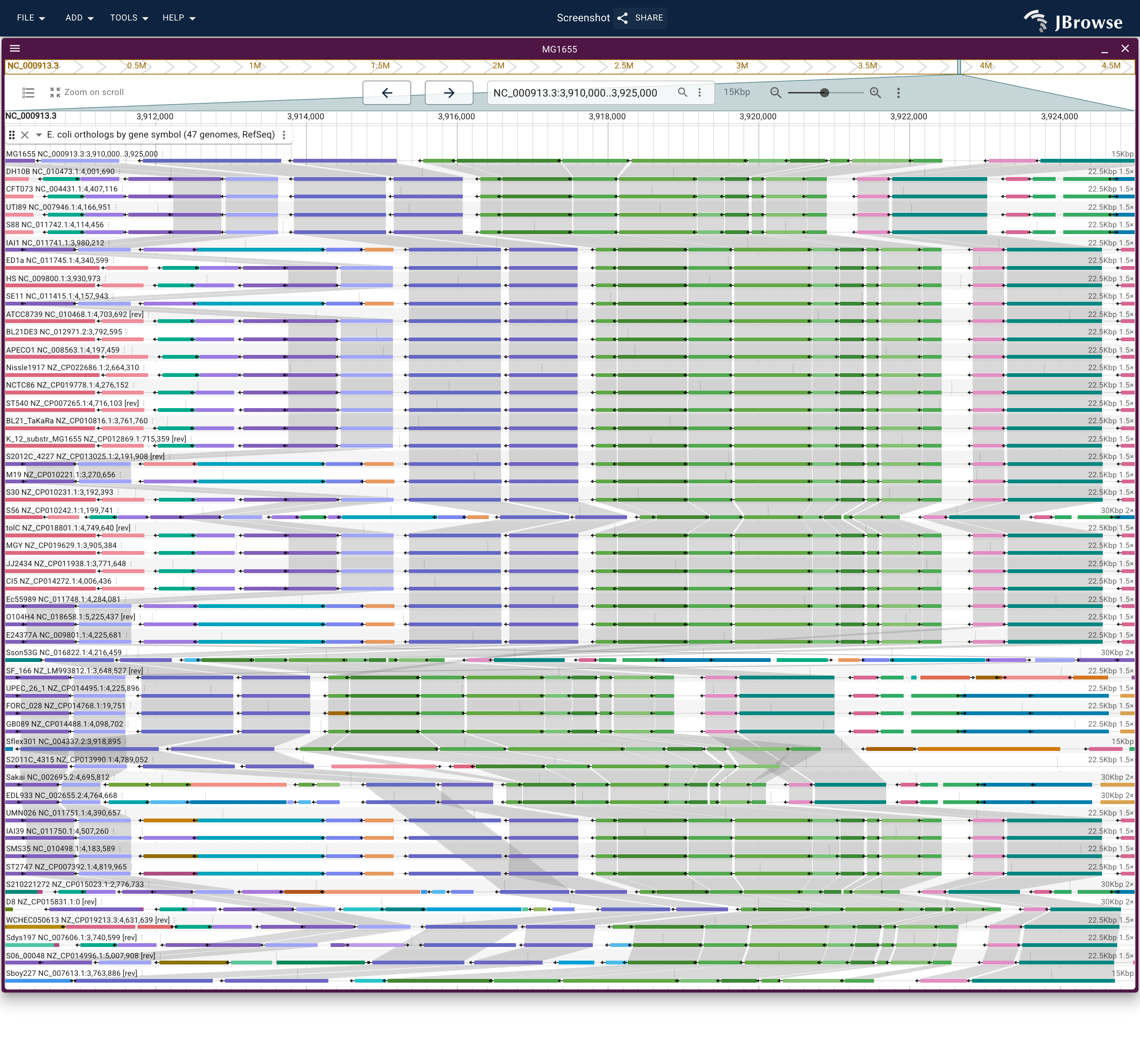 The atp operon on K-12 over forty-six E. coli and Shigella lanes from one gene-symbol ortholog track, each lane drawing its own RefSeq gene models. Every gene's color runs the full stack; the lanes reading the operon reversed are the ones whose chromosome was deposited the other way round.