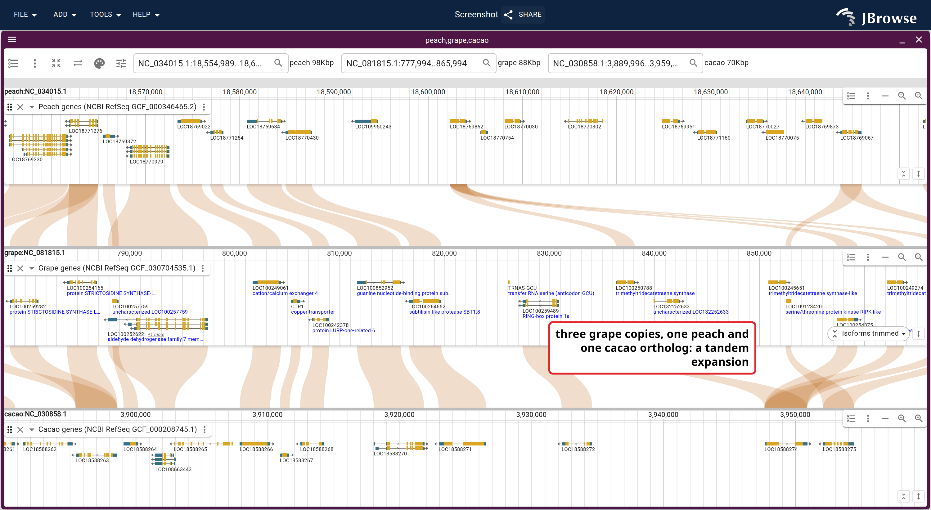Gene-level view of the same block, peach over grape over cacao with each genome's gene track on. The orthologs step across all three in the same order until the ribbons fan, where three grape copies meet one peach and one cacao ortholog.