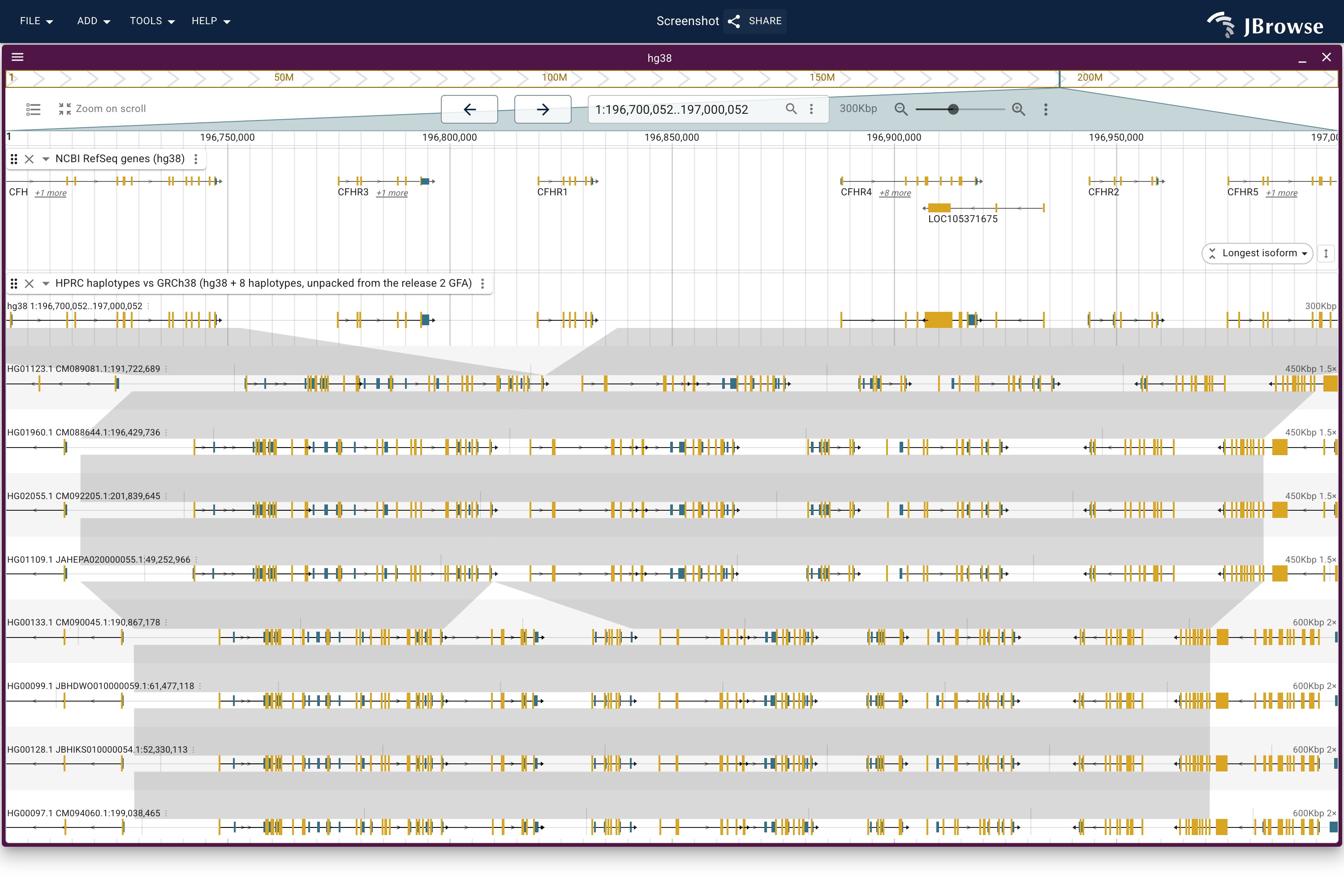 The CFH cluster on hg38 over eight HPRC haplotype lanes placed by the graph's own alignment, each lane drawing its own CAT gene models on its own contig. The non-carrier lanes align straight through; in the carrier lanes the alignment stops before CFHR3 and resumes past CFHR1, and nothing is drawn in between.
