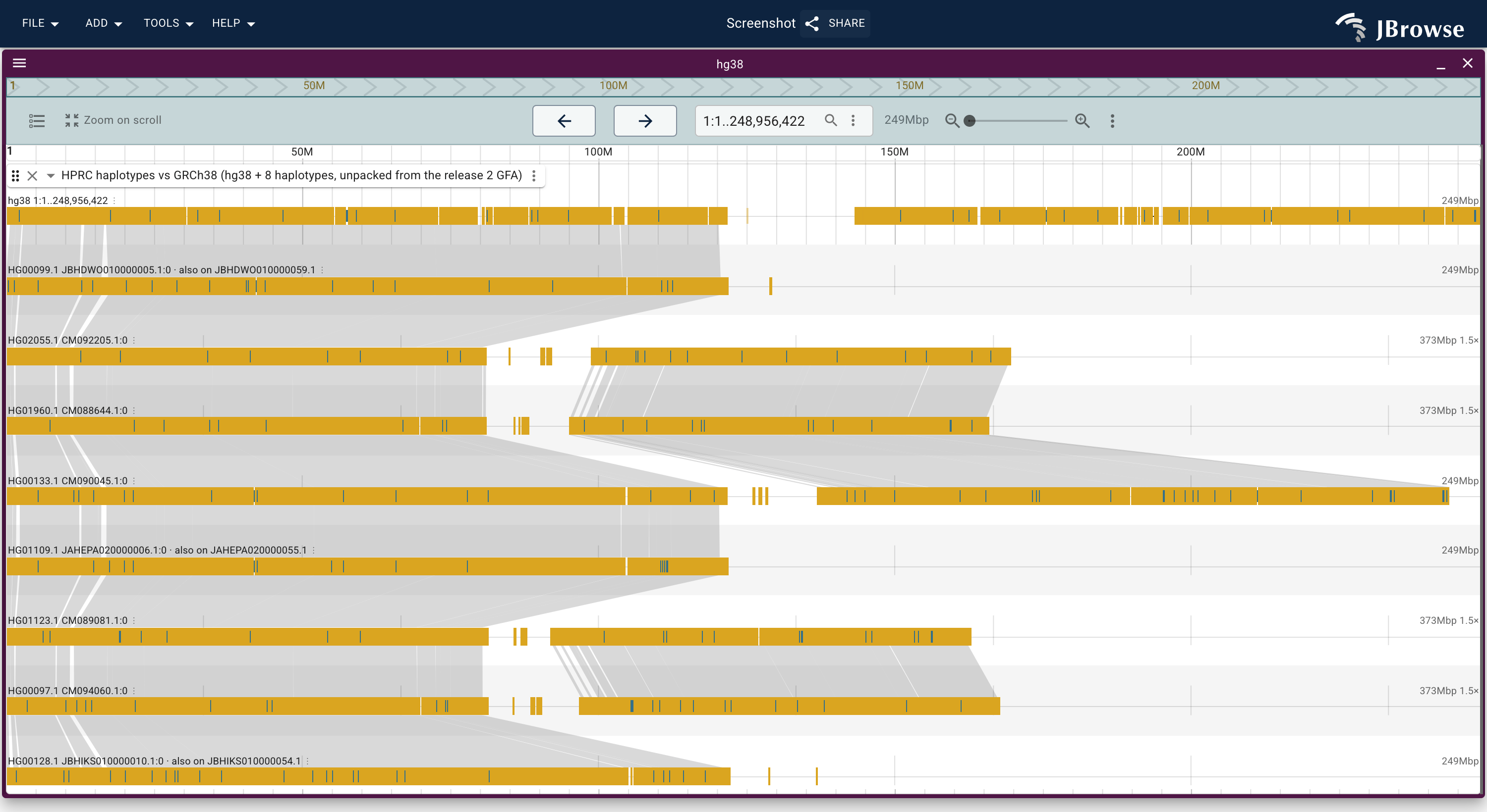 All of hg38 chr1 over the eight haplotype lanes, served from the coarse tier of the graph-derived index. Each lane is a haplotype's chromosome in its own frame, split at the centromere; three lanes name a second scaffold in their headers because their chr1 was assembled in two pieces.