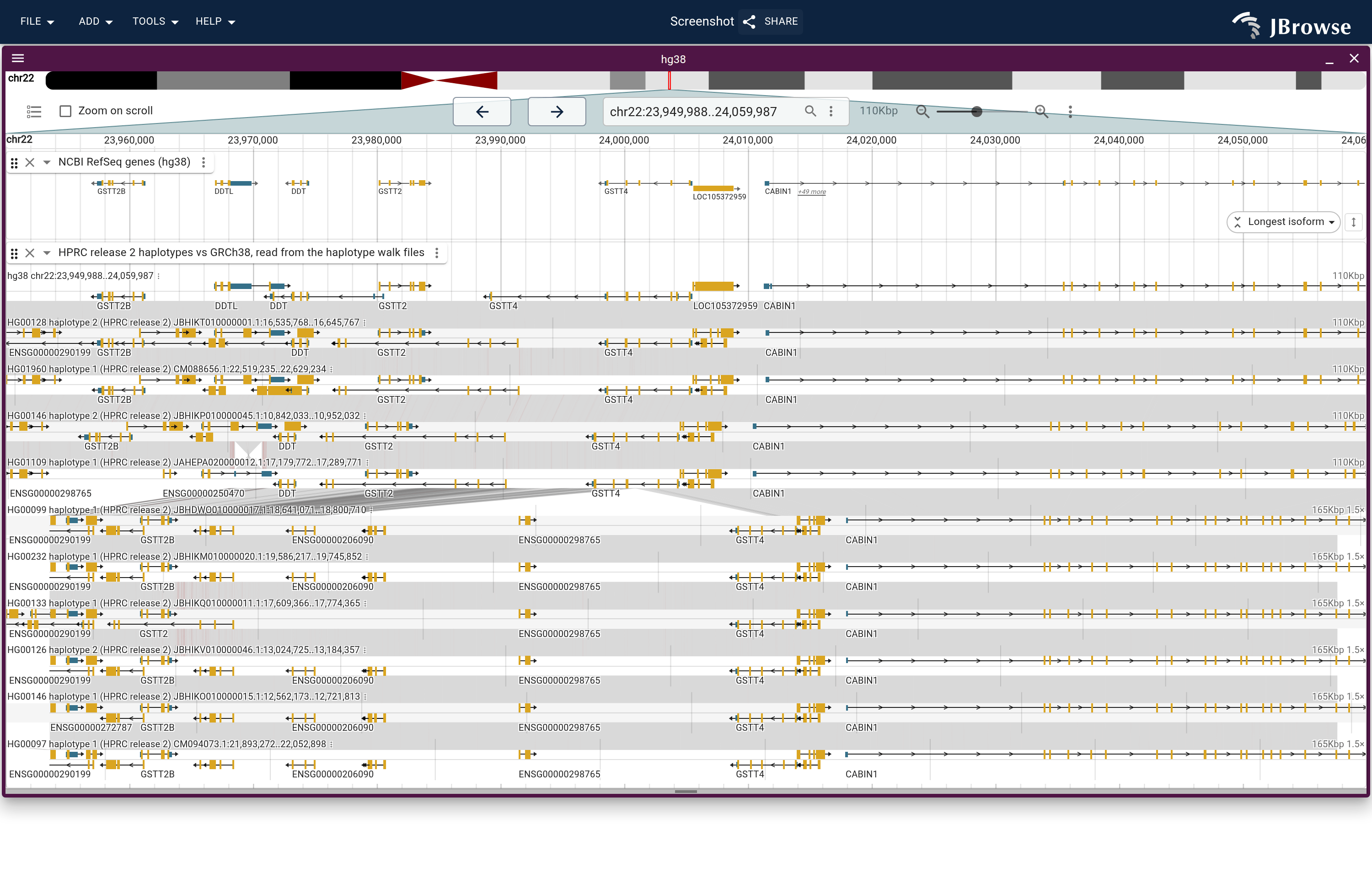 The GSTT1 window from the haplotypes launch with ten lanes ordered by structure, under the RefSeq genes. The lanes that match GRCh38 come first; under the last of them the band fans open across the inserted sequence, and the haplotypes below with the gene join in unbroken bands.