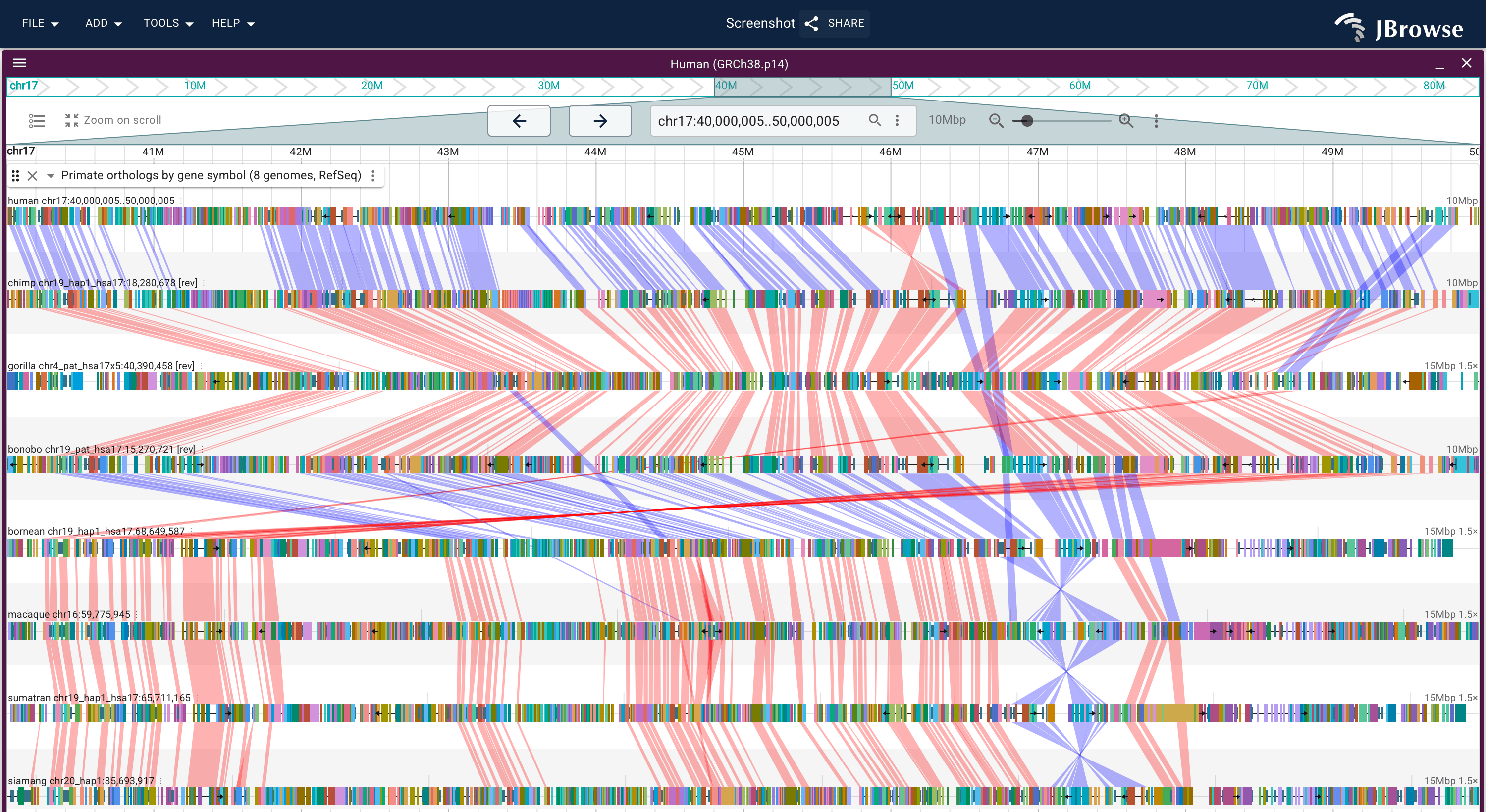 Ten megabases of human chr17 over the seven primate lanes, ribbons colored by strand. Most of the window is straight ribbons; the crossed bundles are blocks inverted in one lane relative to the one above it.