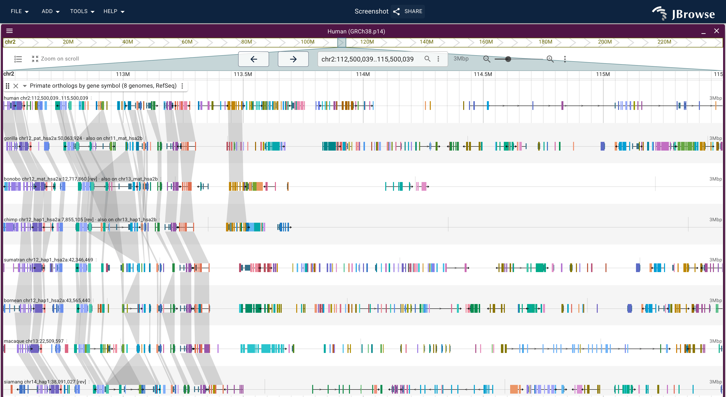Three megabases of human chr2 across the 2q13 fusion point over the seven primate lanes. Every non-human lane sits on the chromosome holding most of the window, and the three African ape lanes name the other in their headers; the genes past the fusion have models in every lane and ribbons in none.