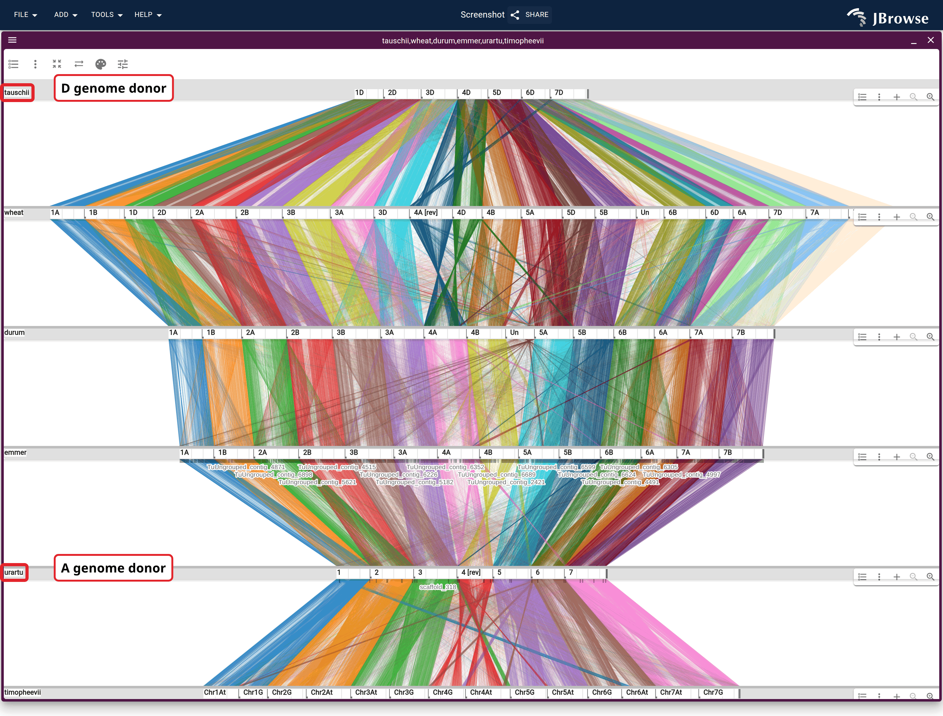 Six wheat-lineage genomes stacked on OrthoFinder orthogroups, in evolutionary order. All six rows are on one genomic scale, so a row's length is its genome size: the two diploid donors against the hexaploid they built, with the tetraploids between.