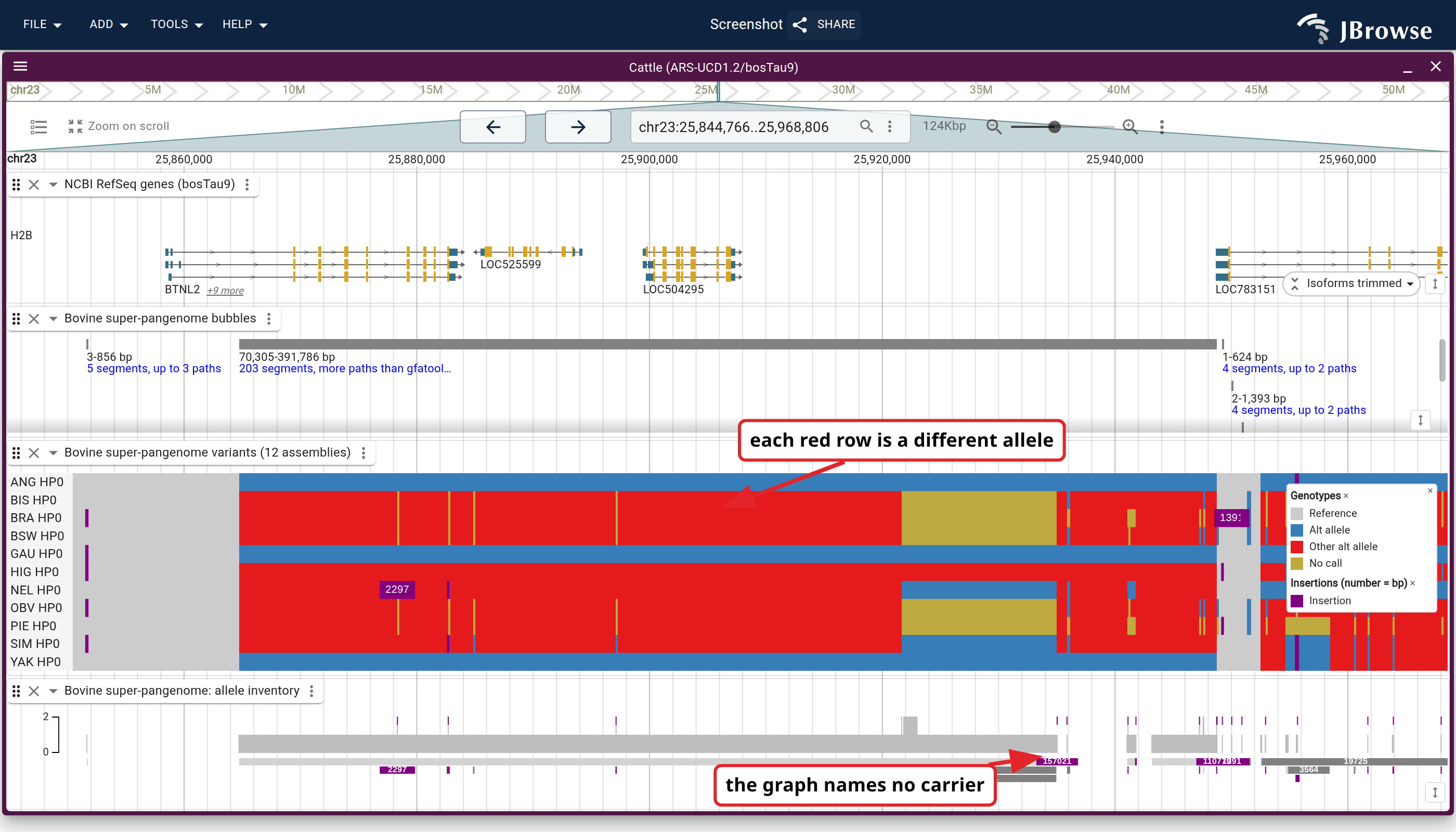 The BoLA class II region on ARS-UCD1.2: RefSeq genes, the bubbles lane, the deconstructed callset with one row per assembly, and the allele inventory. The callset resolves alleles the graph lanes can only show as bulk presence and absence.