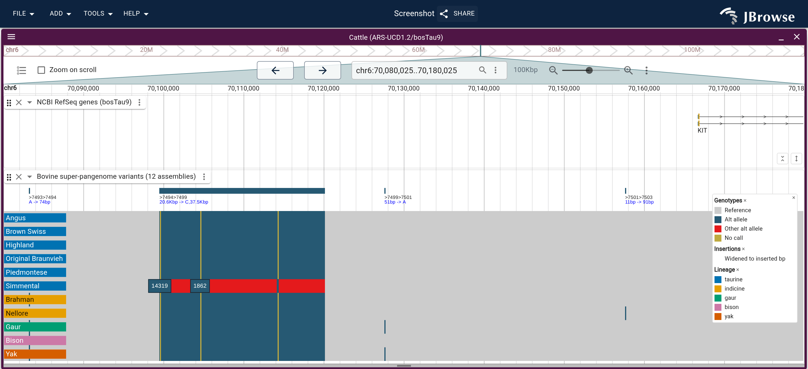 Upstream of KIT on ARS-UCD1.2: RefSeq genes and the callset, whose variant lane draws the record across the repeat and names its alleles. The Simmental row has a distinct allele across the repeat, and every other row has the deletion.