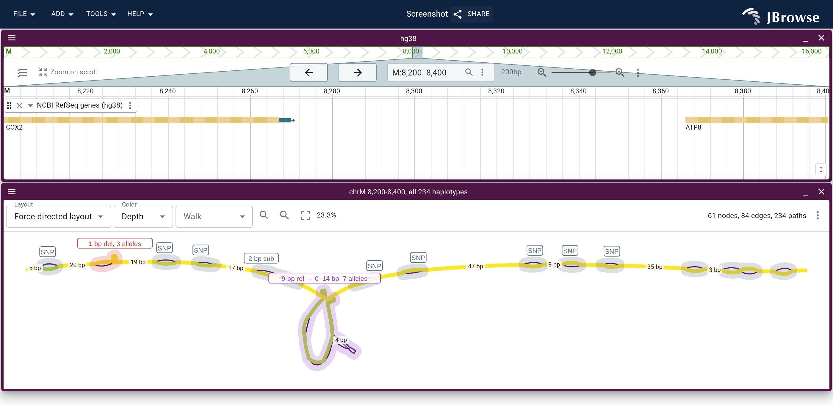 The end of COX2 and the start of ATP8 on hg38, above the same 200 bp of the mitochondrial graph, colored by how many of the 234 haplotypes walk each node. The loop under the labelled bubble is the 9 bp motif, which the haplotypes carrying the deletion bypass.